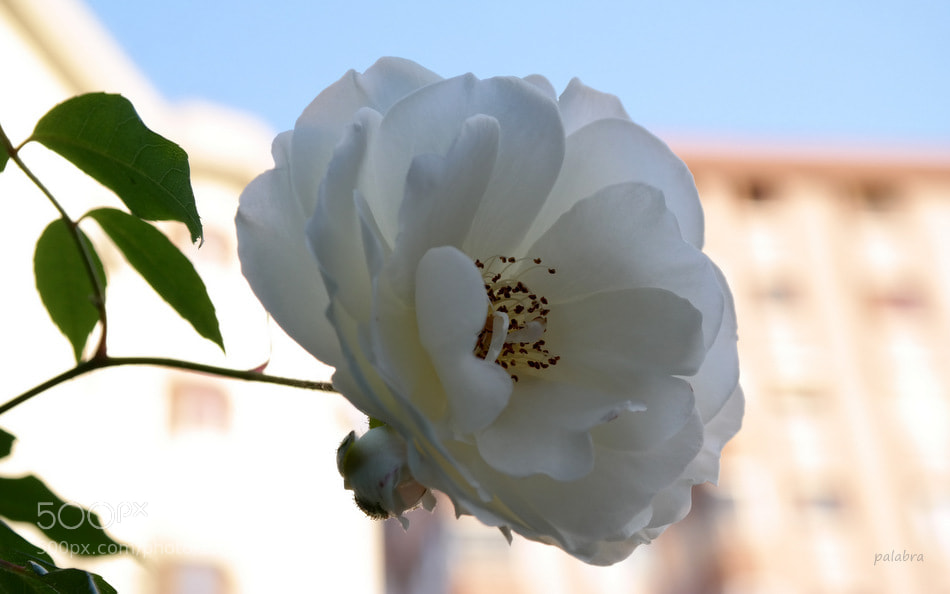 Samsung NX300 sample photo. ... photography