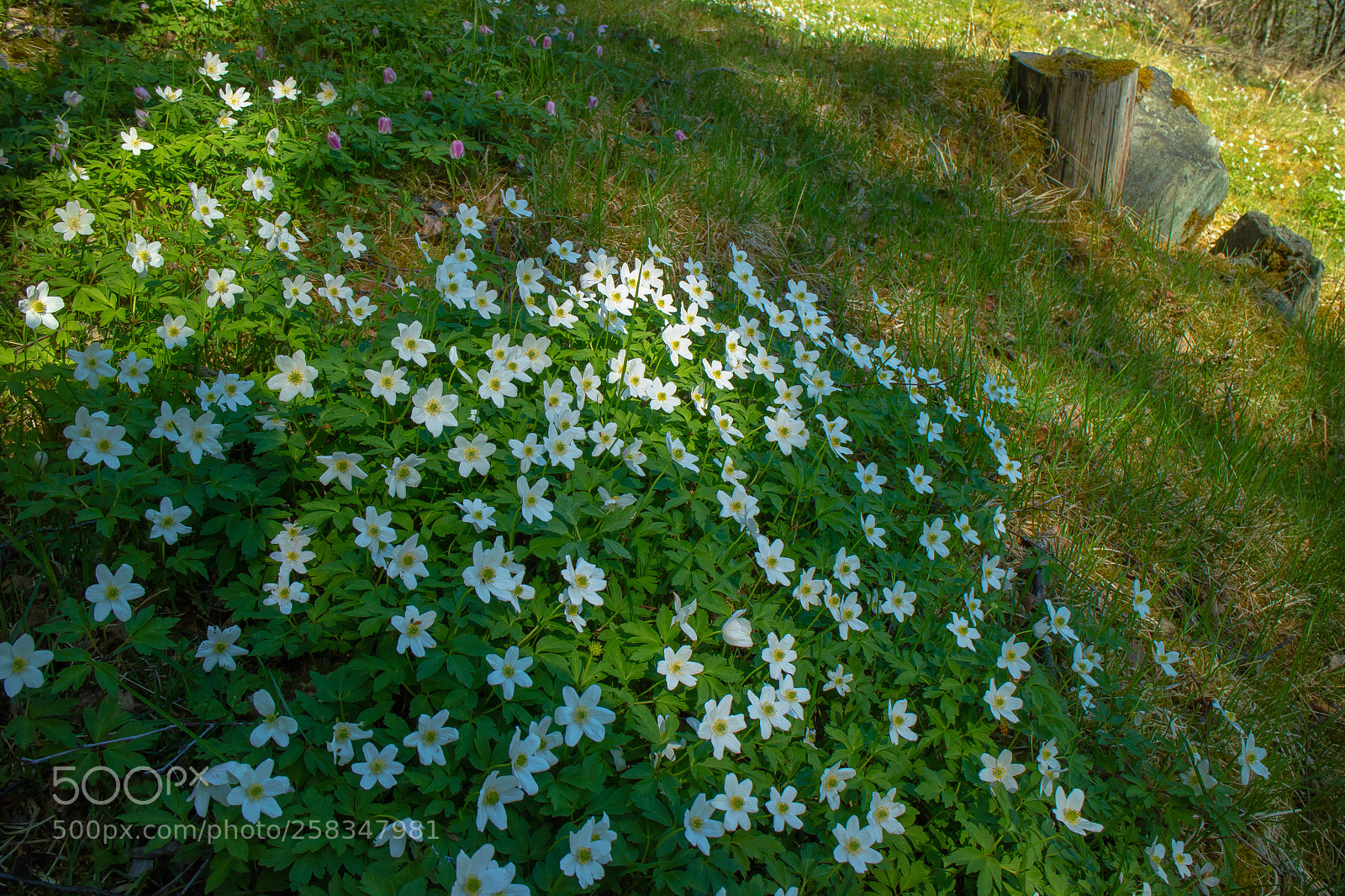 Canon EOS M3 sample photo. Wonders of spring photography