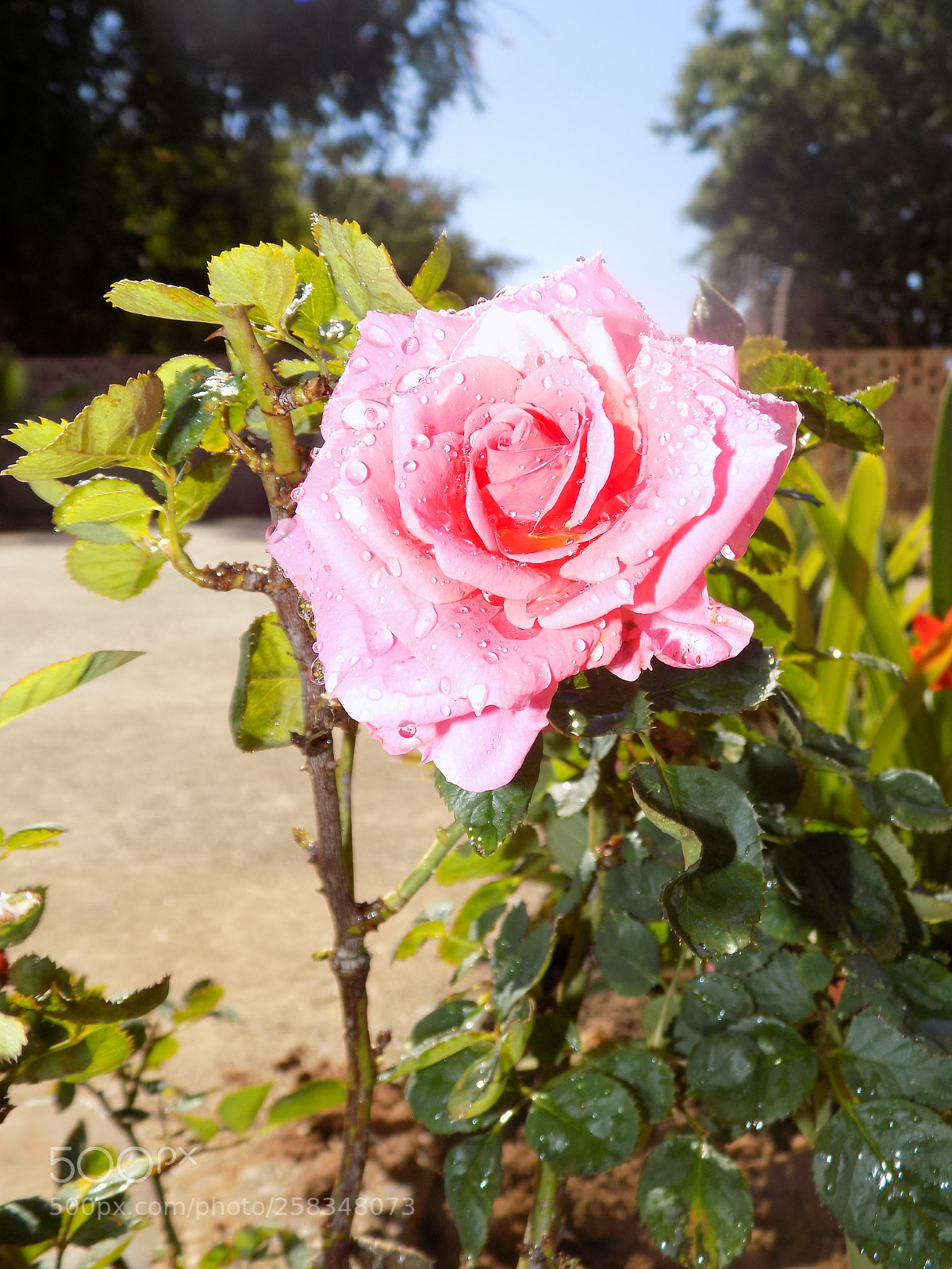 Nikon COOLPIX L330 sample photo. Rose photography