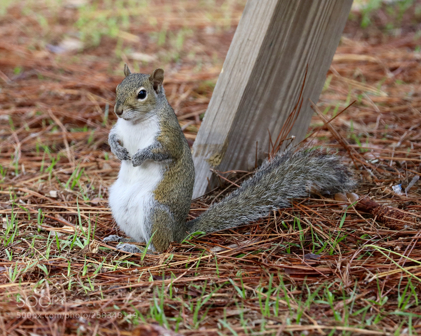 Canon EOS 80D sample photo. Squirrel  photography
