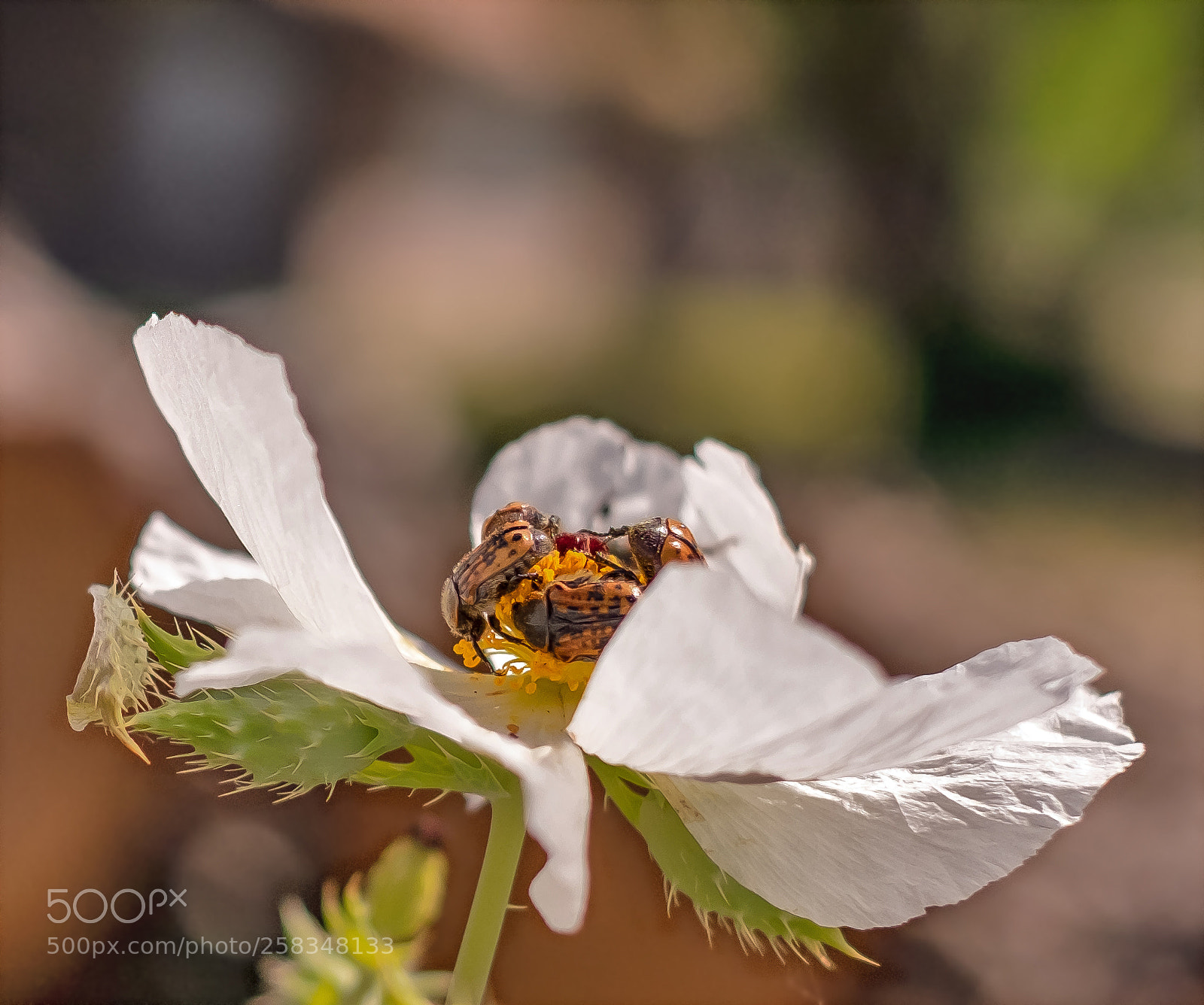 Fujifilm X-T1 sample photo. Wild white flower and photography
