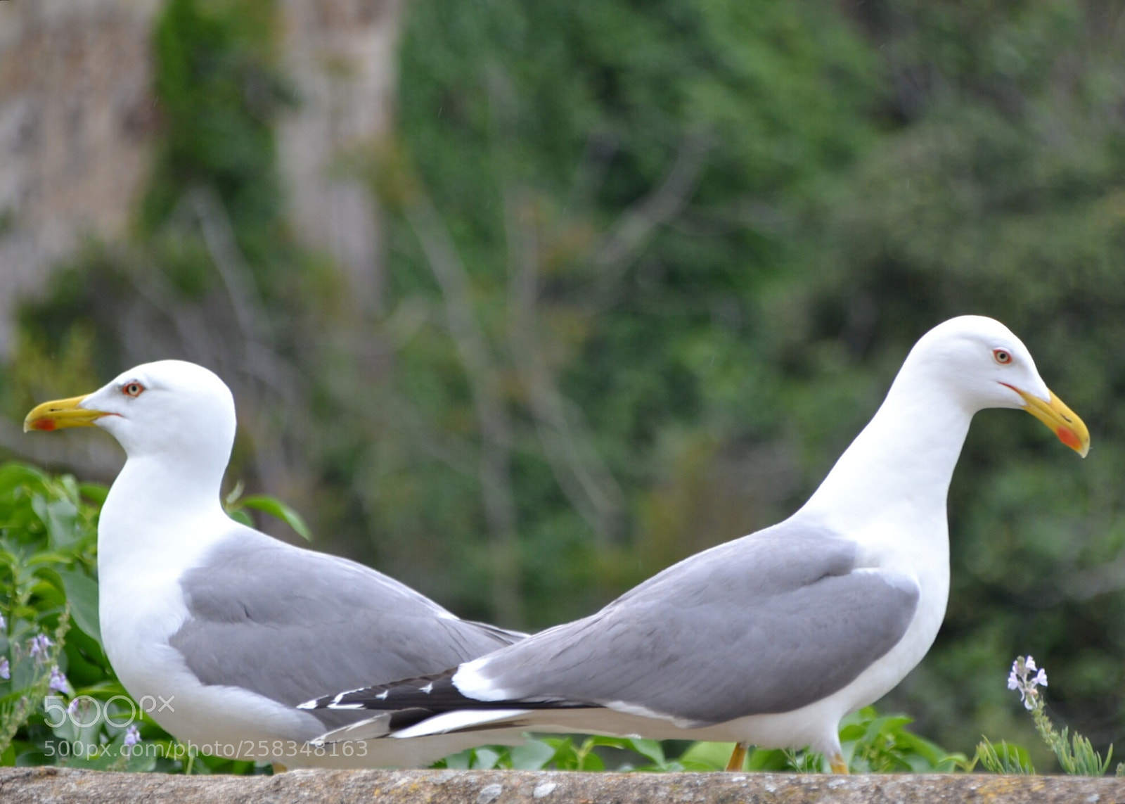 Nikon D3100 sample photo. Opposti photography