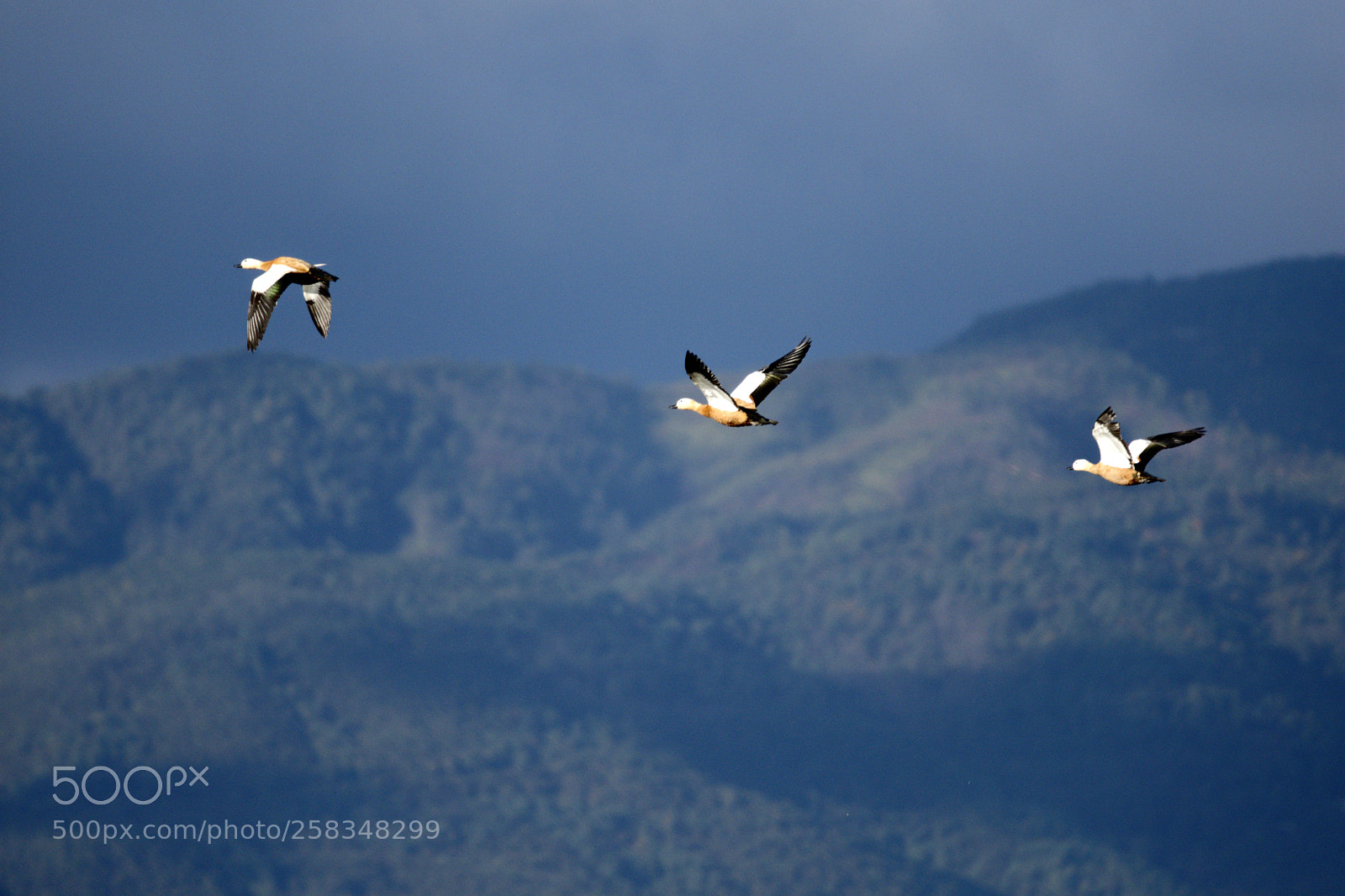 Nikon D7200 sample photo. Fly photography