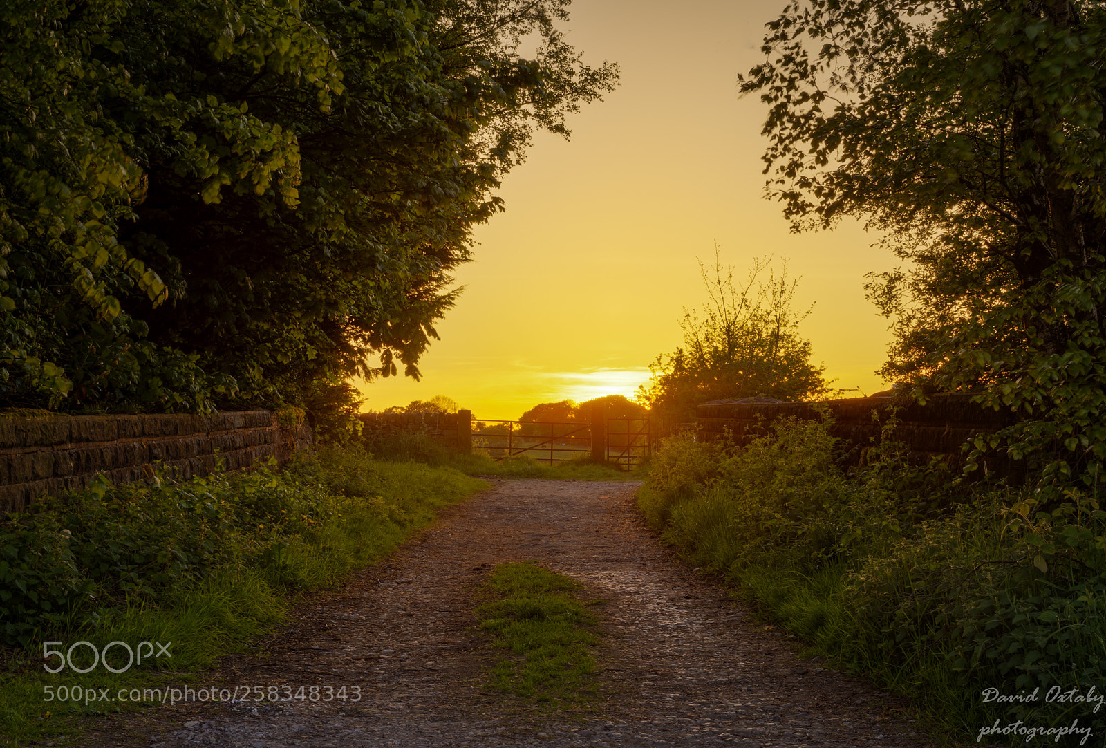 Nikon D7200 sample photo. Path to the sunset photography