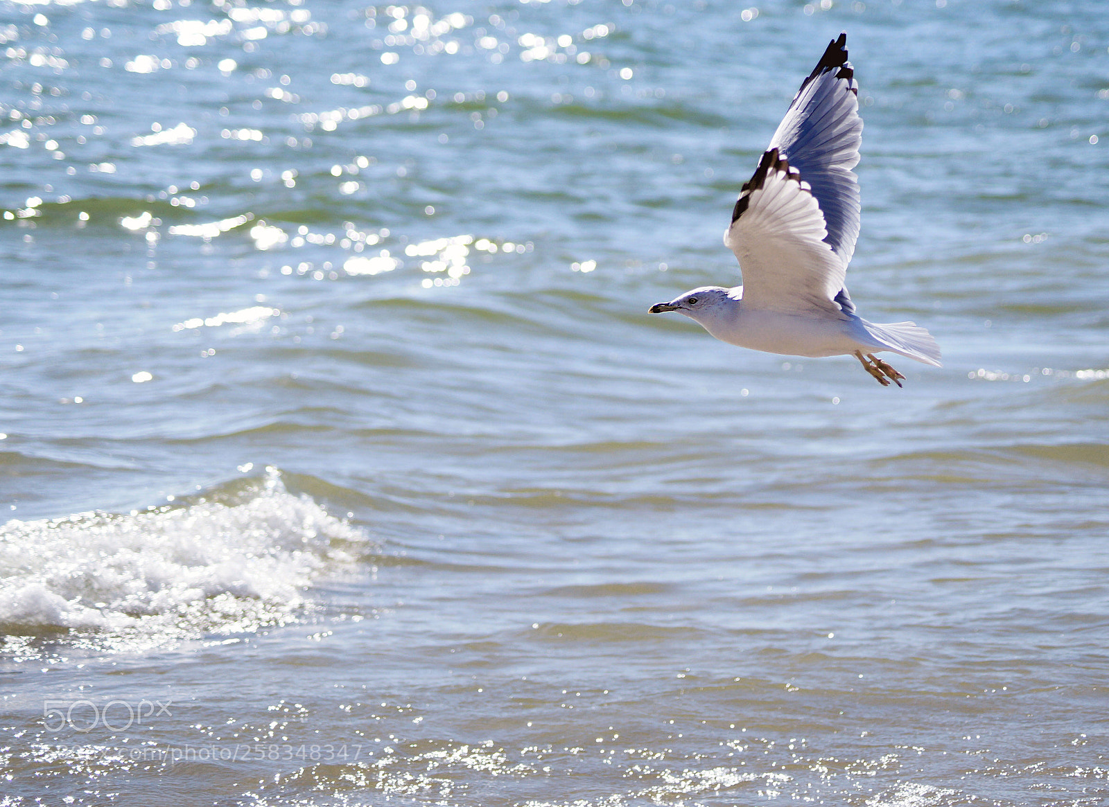 Sony SLT-A58 sample photo. Flight photography