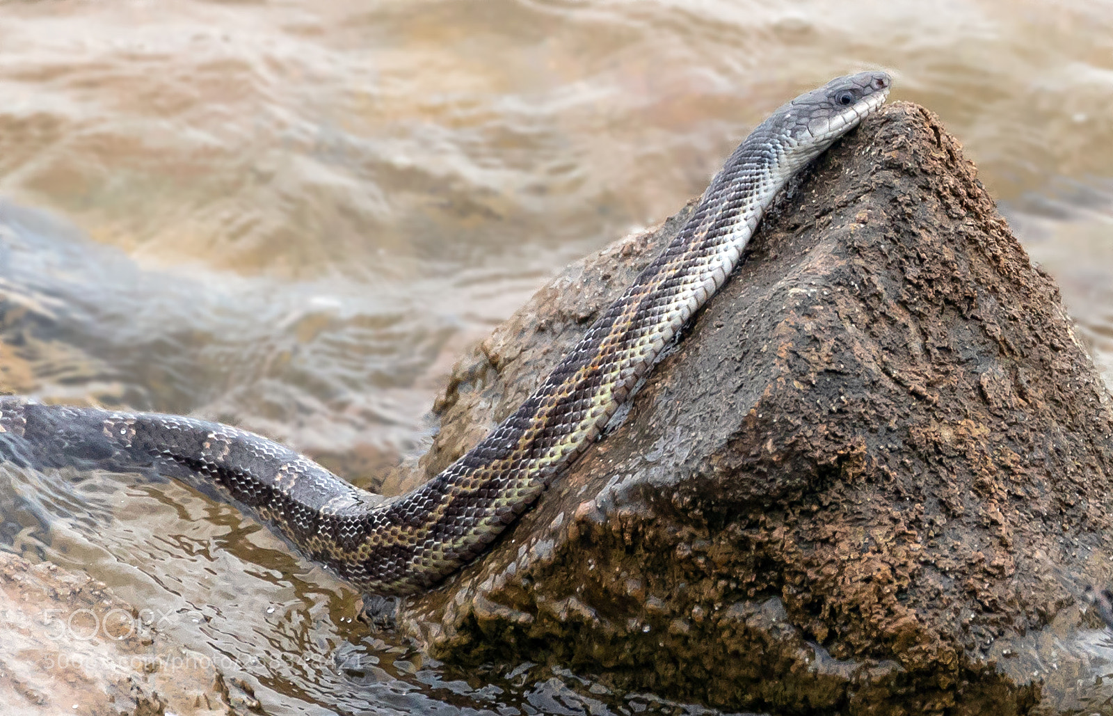 Canon EOS 5D Mark IV sample photo. Rat snaket photography