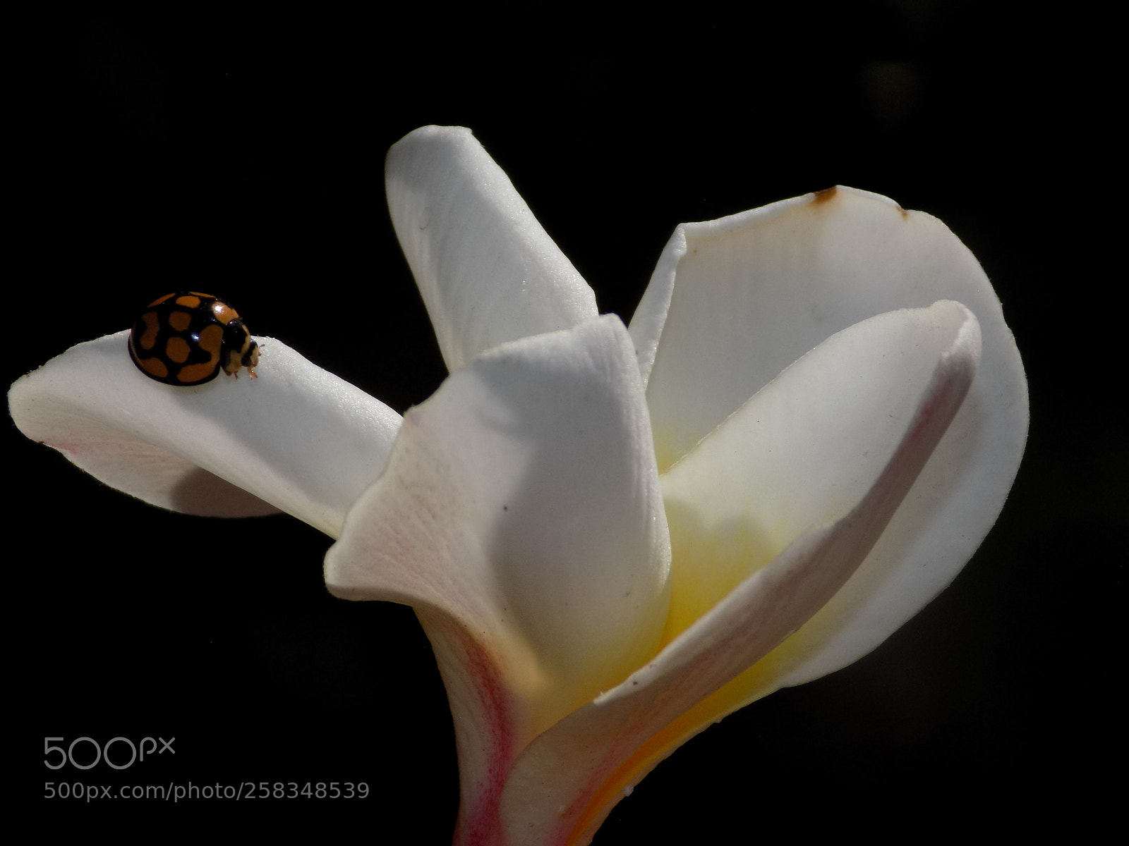 Nikon COOLPIX L330 sample photo. Insect on flower photography
