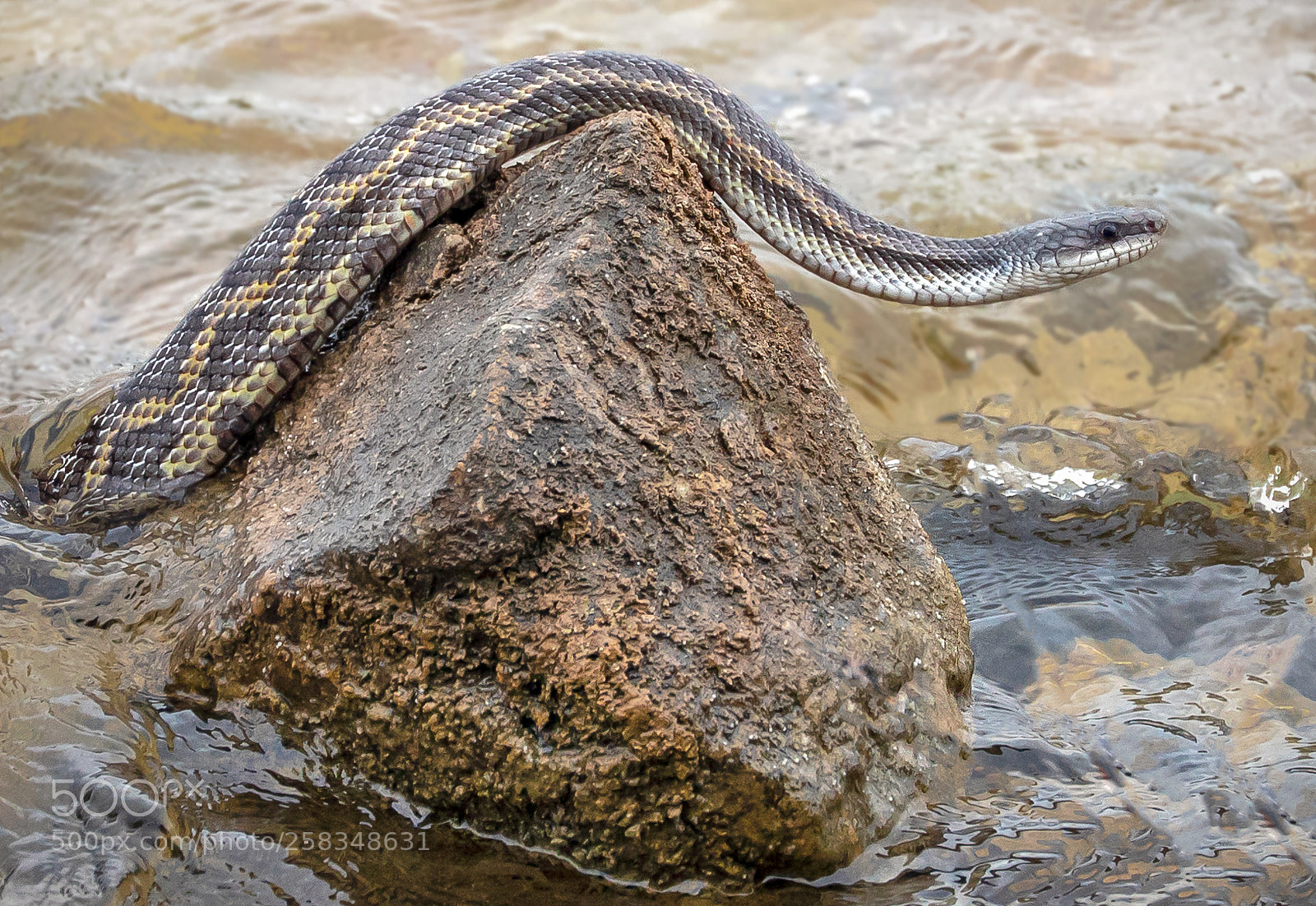 Canon EOS 5D Mark IV sample photo. Rat snake photography