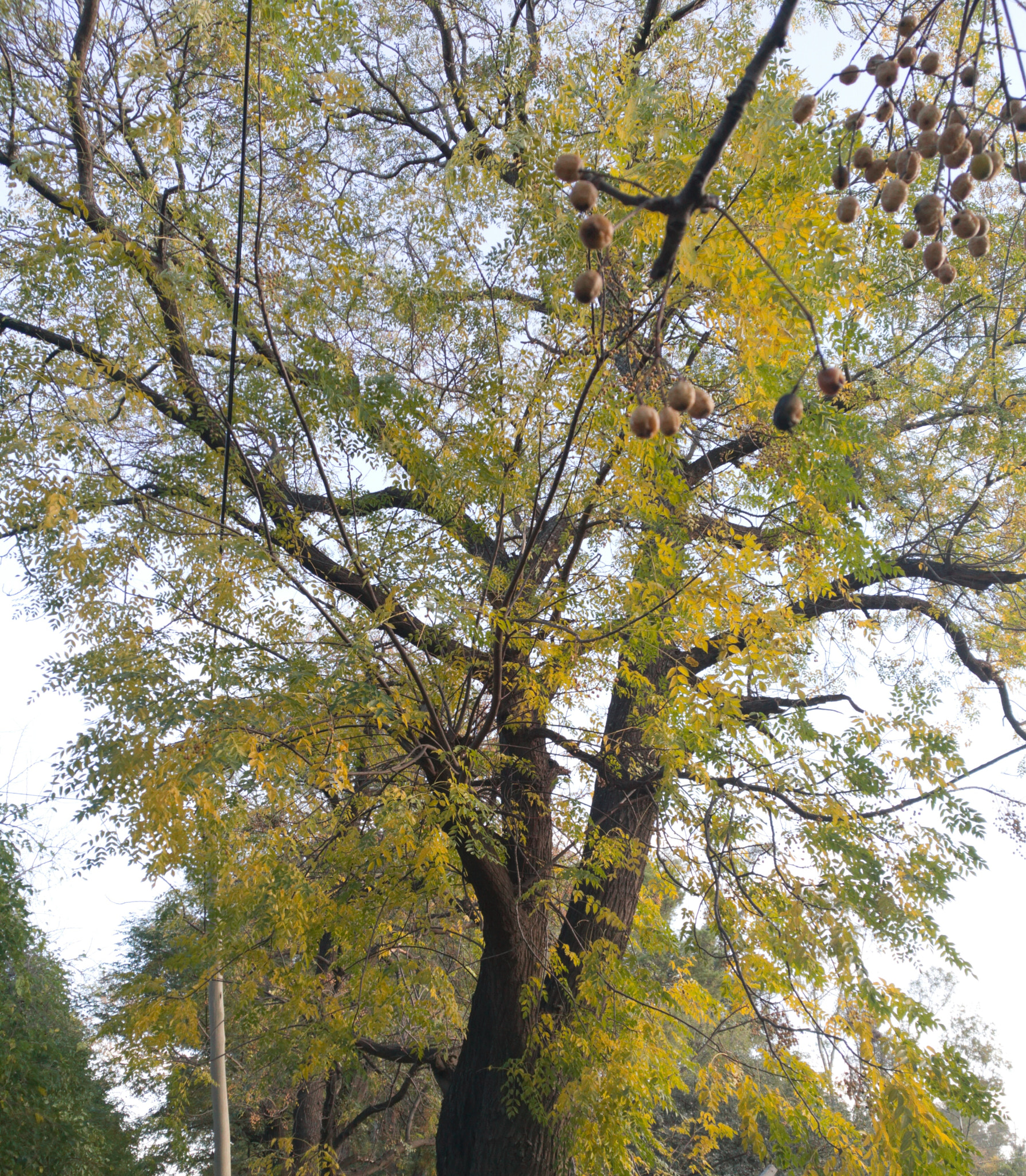 HUAWEI P9 Plus sample photo. Otoño 2018 photography