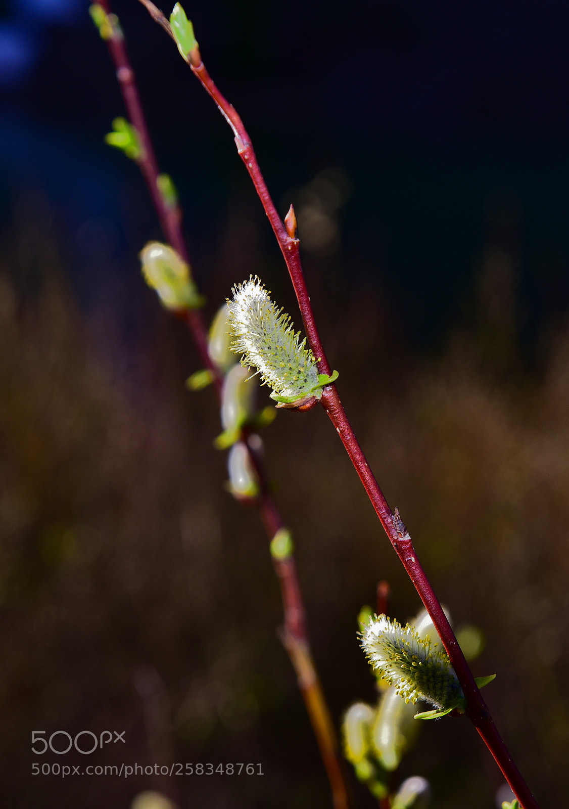 Nikon D810 sample photo. New buds fresh growth photography
