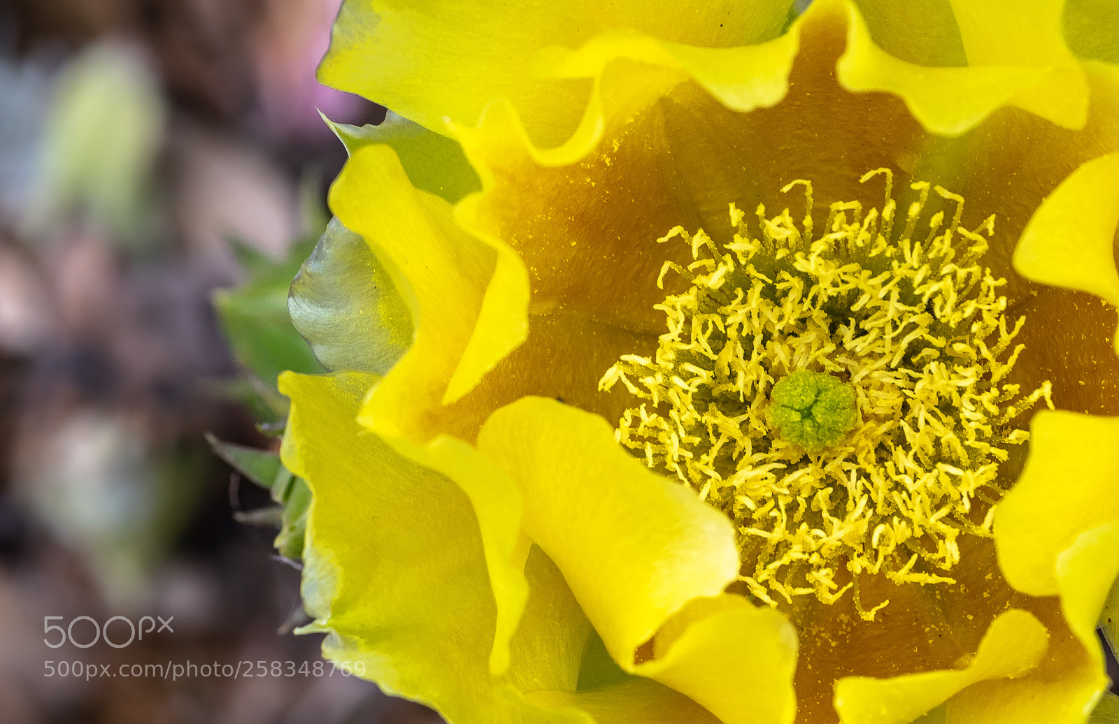 Canon EOS 5D Mark IV sample photo. Yellow cactus flower photography