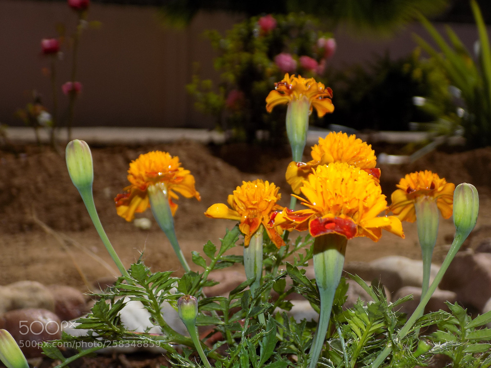 Nikon COOLPIX L330 sample photo. Flowers photography