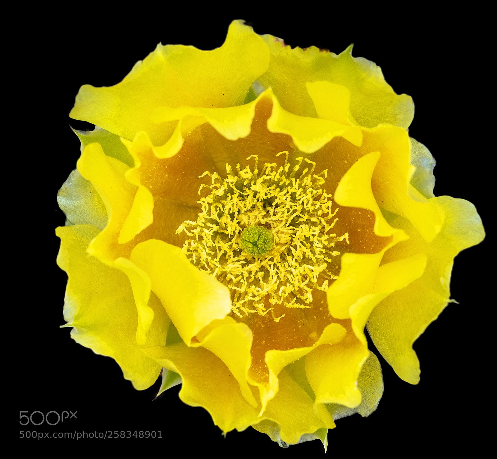 Canon EOS 5D Mark IV sample photo. Cactus yellow flower photography