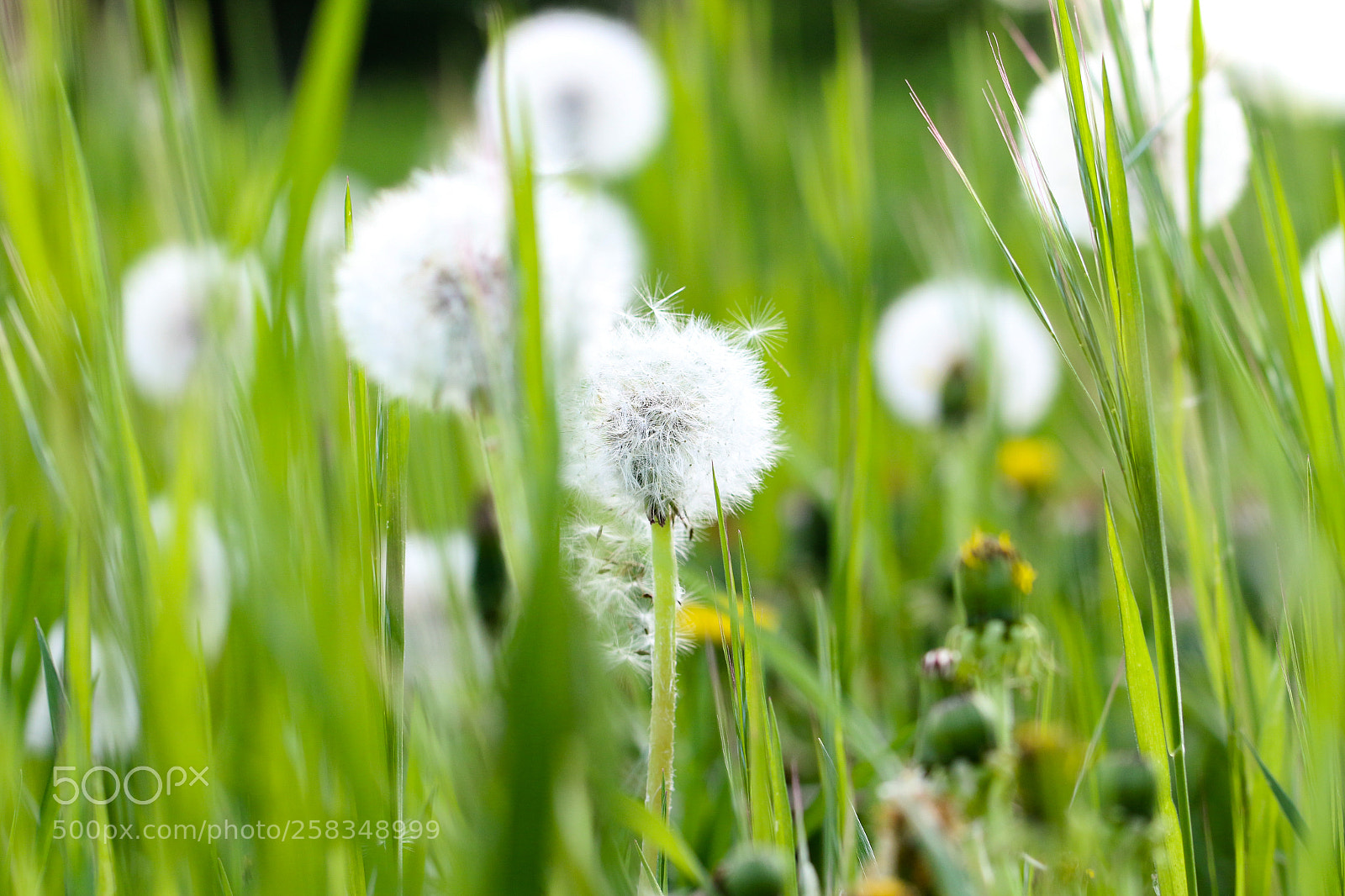 Canon EOS 7D Mark II sample photo. Dandelion photography