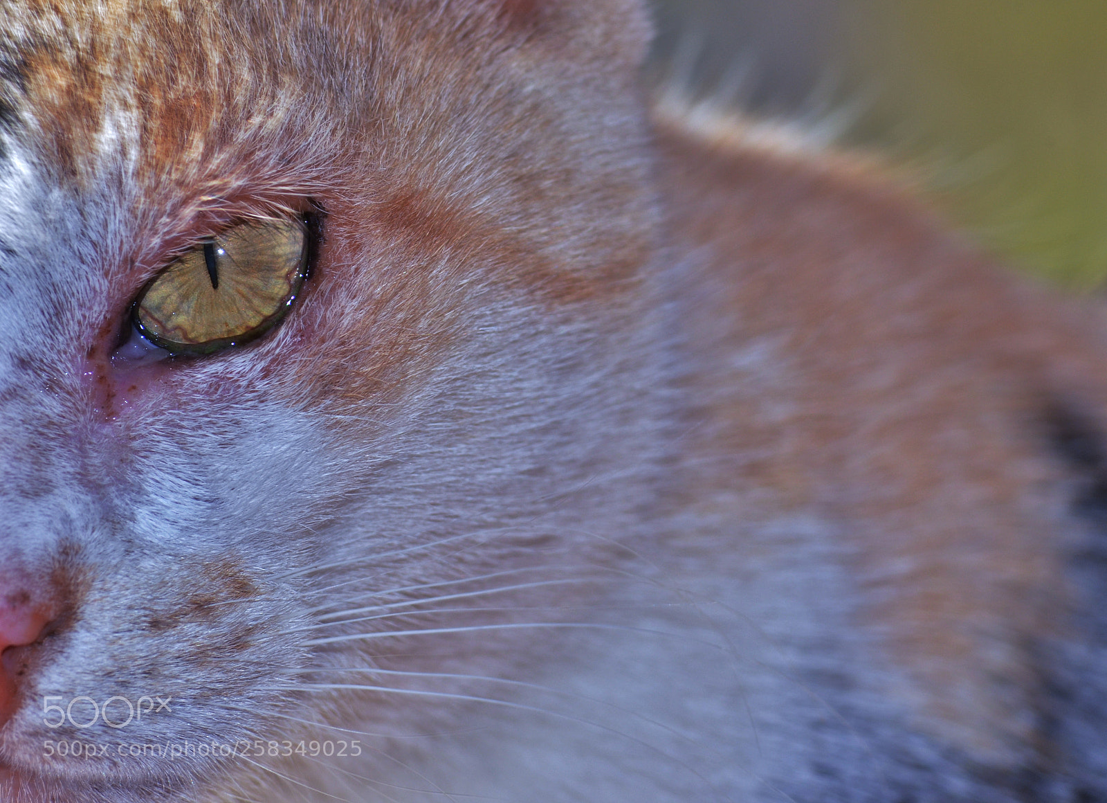 Nikon D5100 sample photo. Fur monster photography