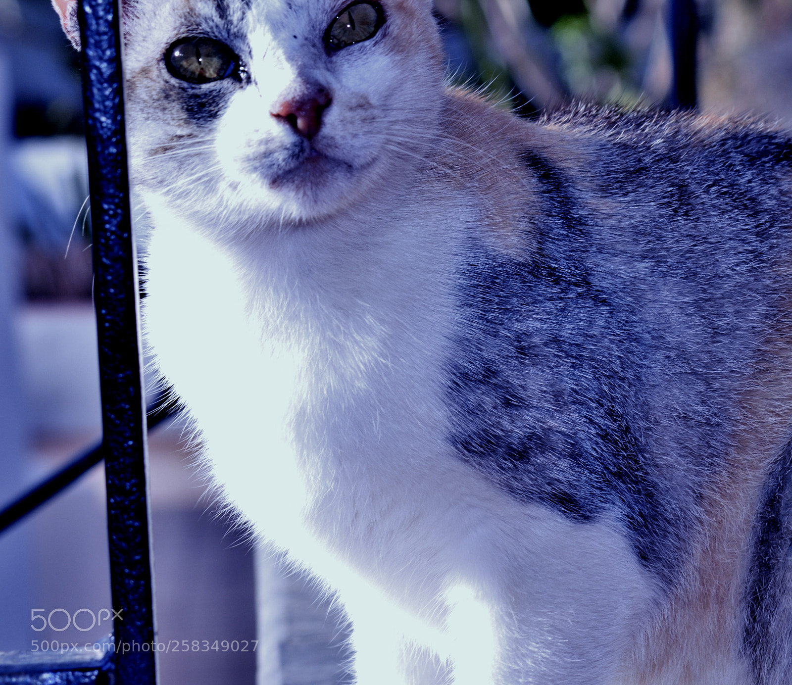 Nikon D5100 sample photo. Catty feline photography