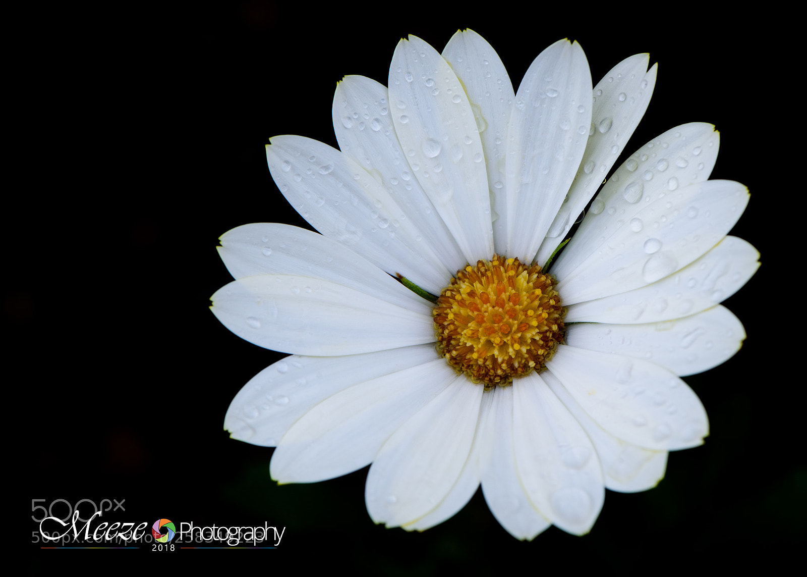 Nikon D750 sample photo. Bloom 2018 photography