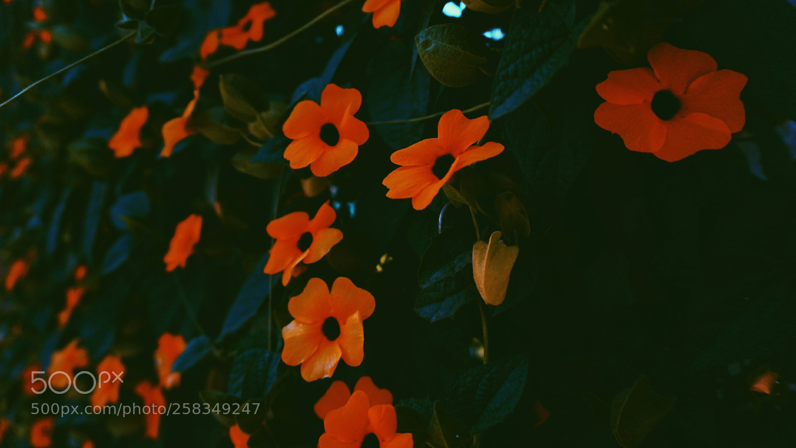 Sony a6000 sample photo. Mystic blossoms photography