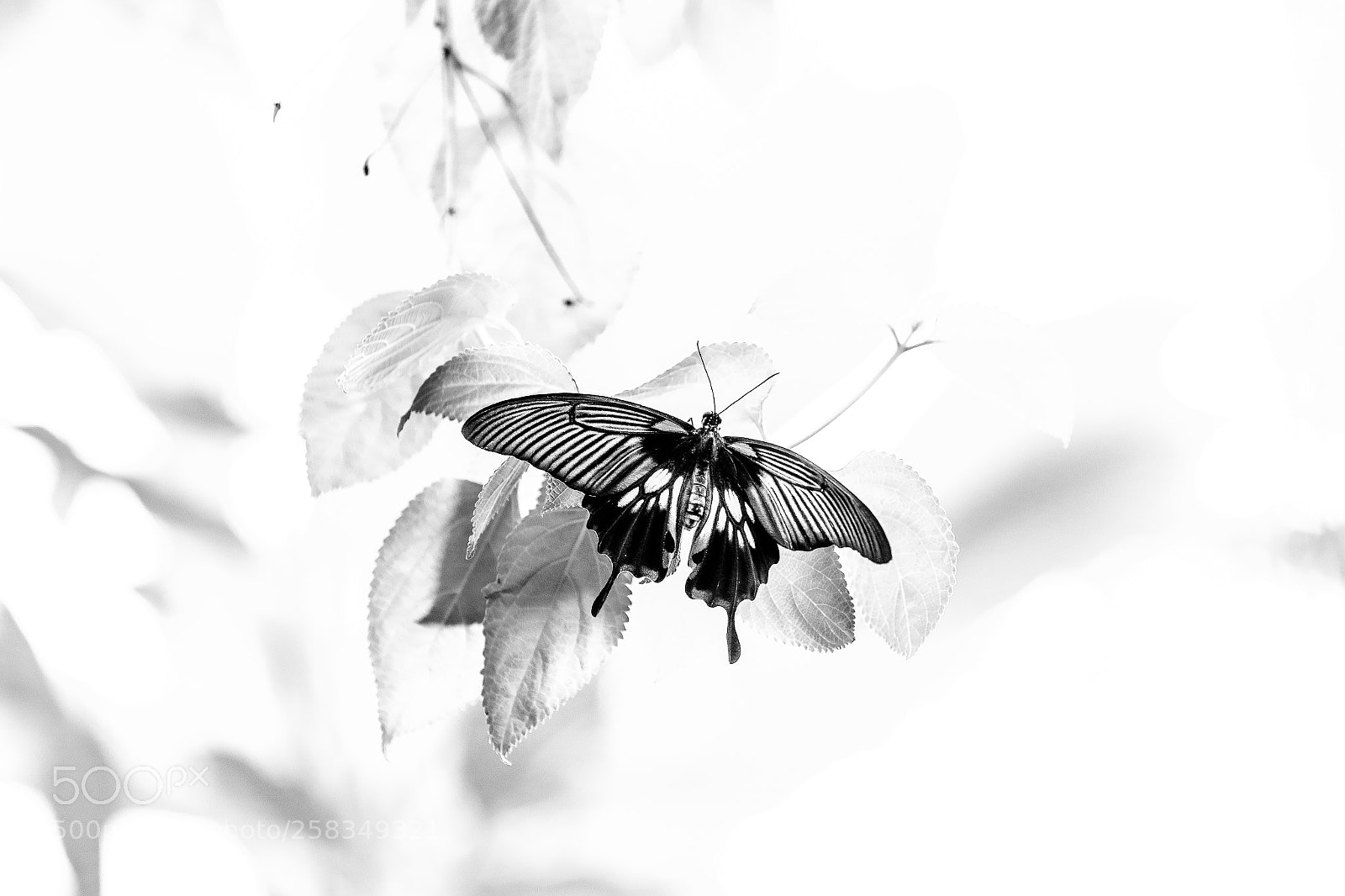 Canon EOS 7D Mark II sample photo. Butterfly photography