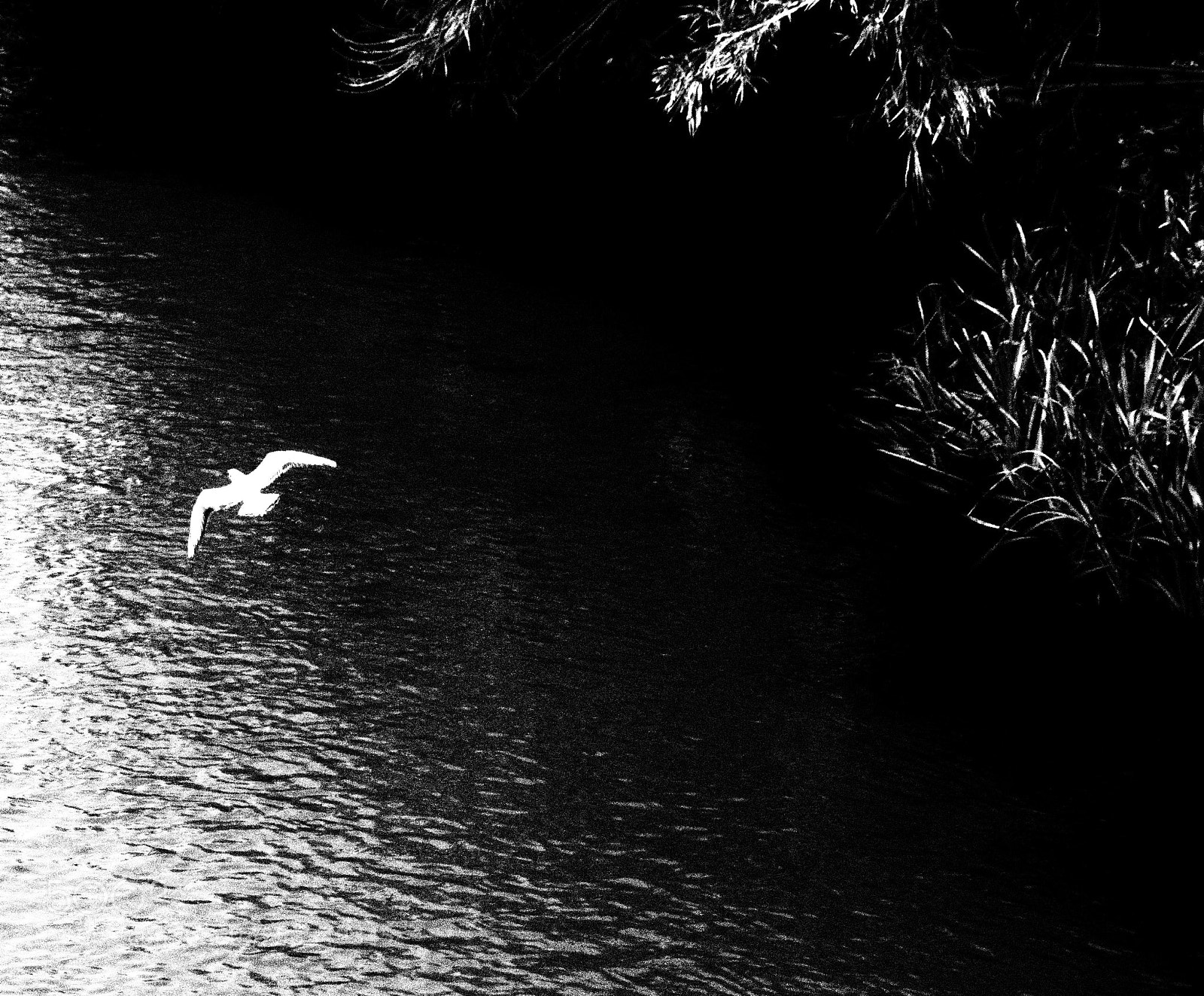 Olympus OM-D E-M5 II sample photo. Natura en blanc negre photography
