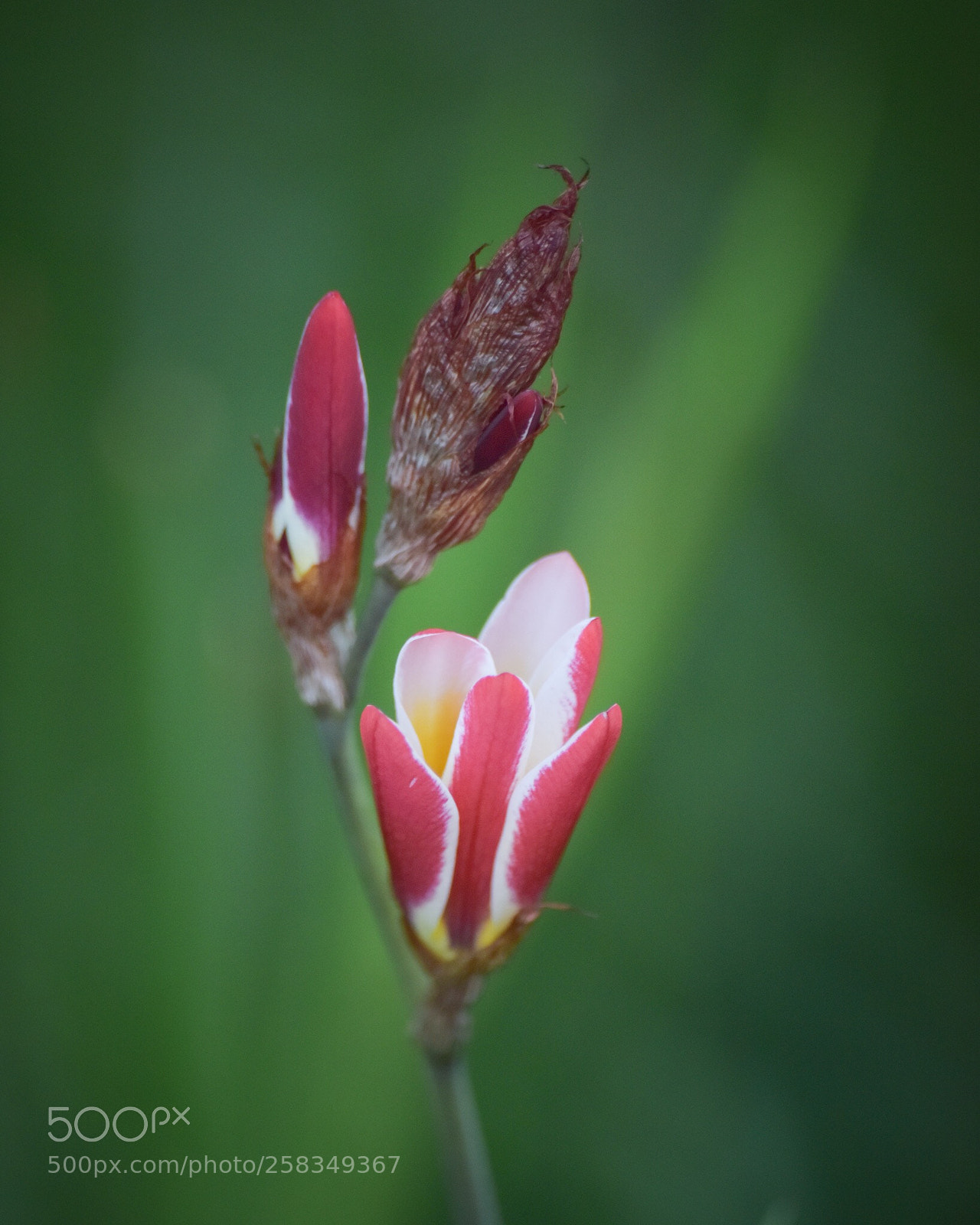 Nikon D810 sample photo. Flower  photography