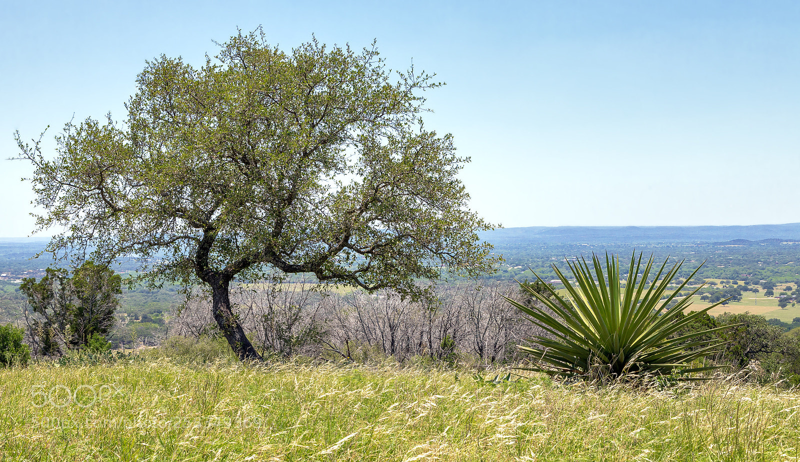 Canon EOS 5D Mark IV sample photo. Tree and yuca. looking photography