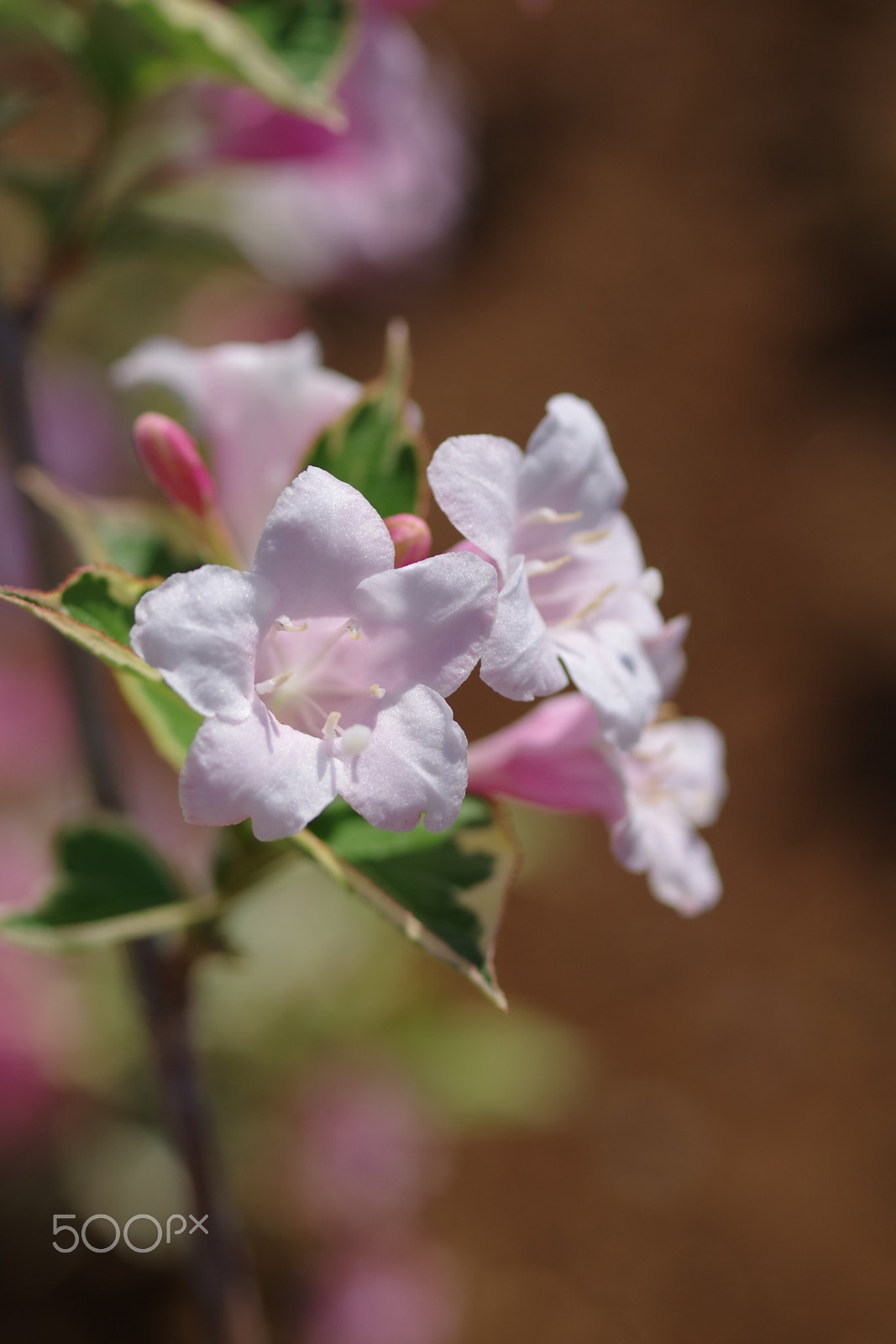 Pentax K-S2 + Pentax smc D-FA 50mm F2.8 Macro sample photo. Abelia 2018 #1 photography