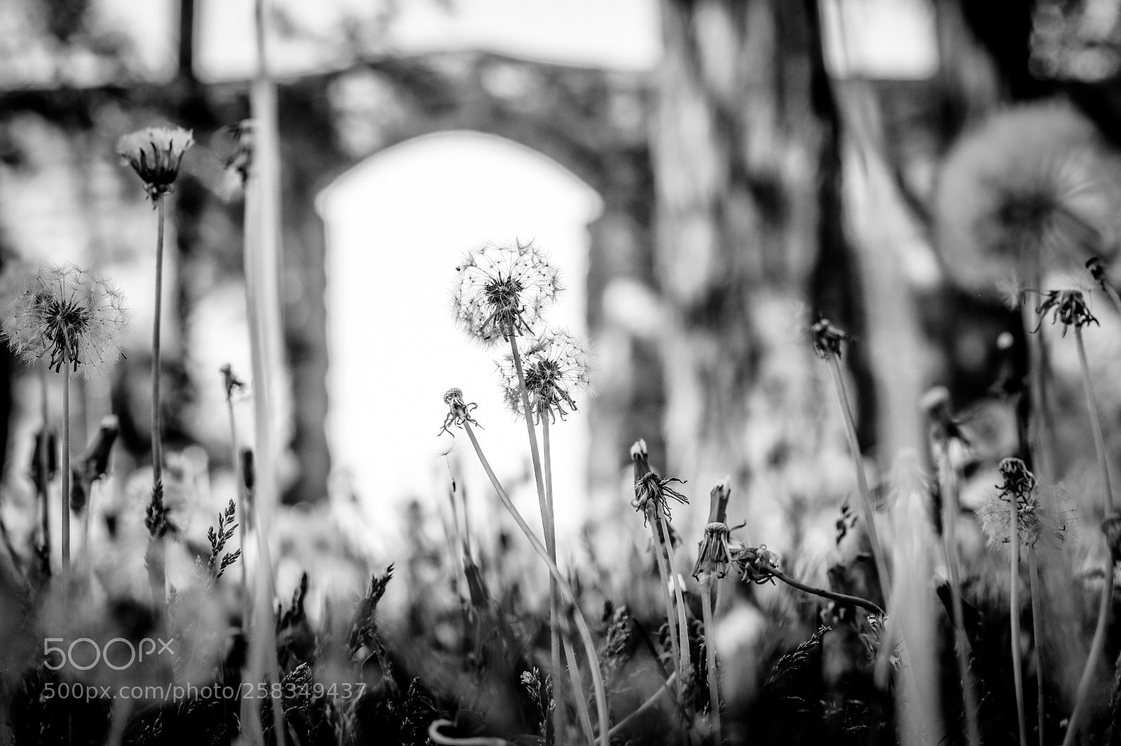 Canon EOS 5D Mark IV sample photo. Dandelion photography