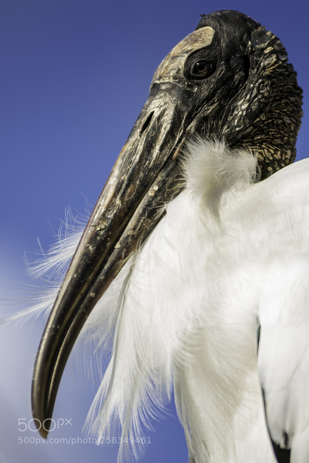 Nikon D7100 sample photo. Wood stork photography