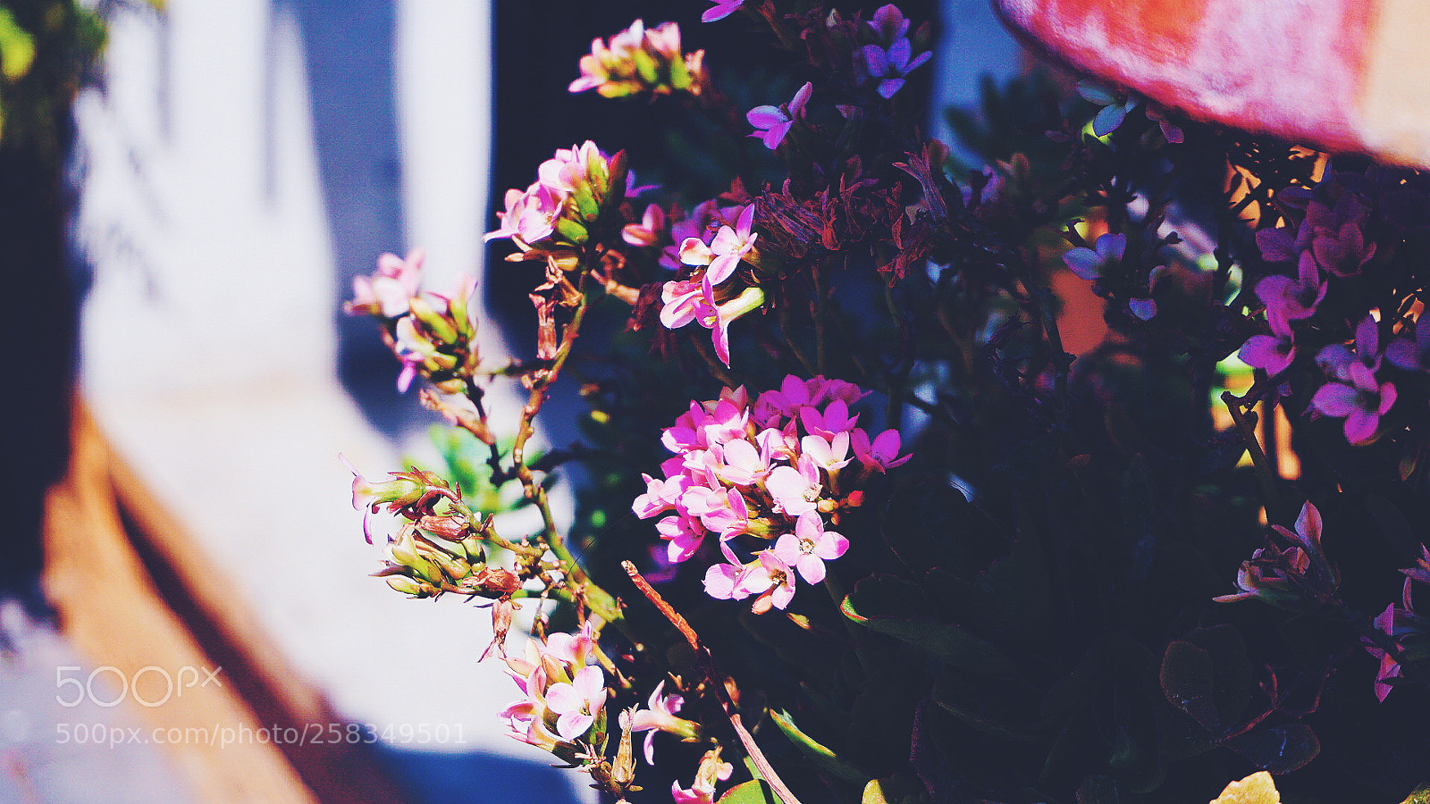 Sony a6000 sample photo. F l o w photography