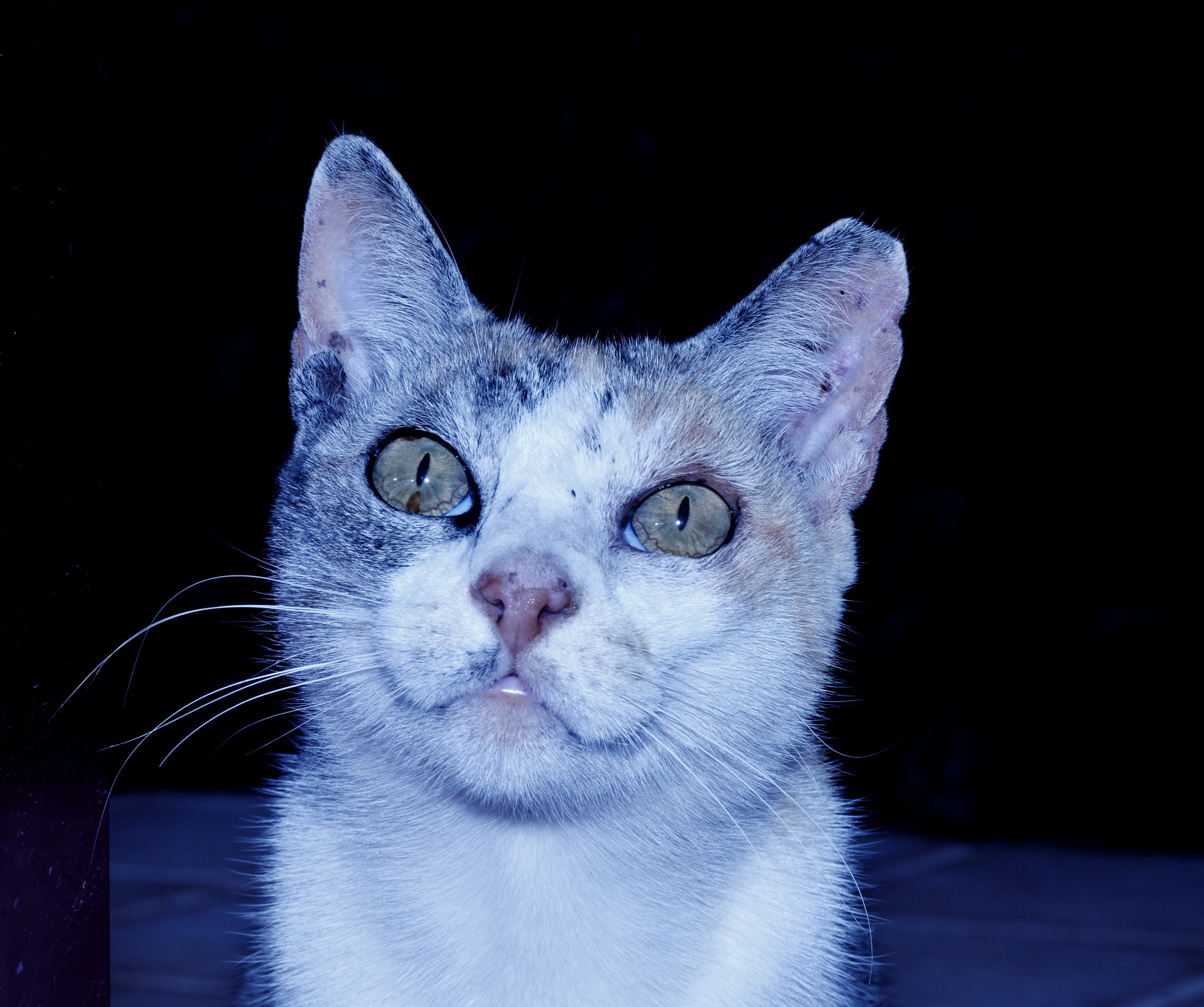 Nikon D5100 sample photo. Cat photography