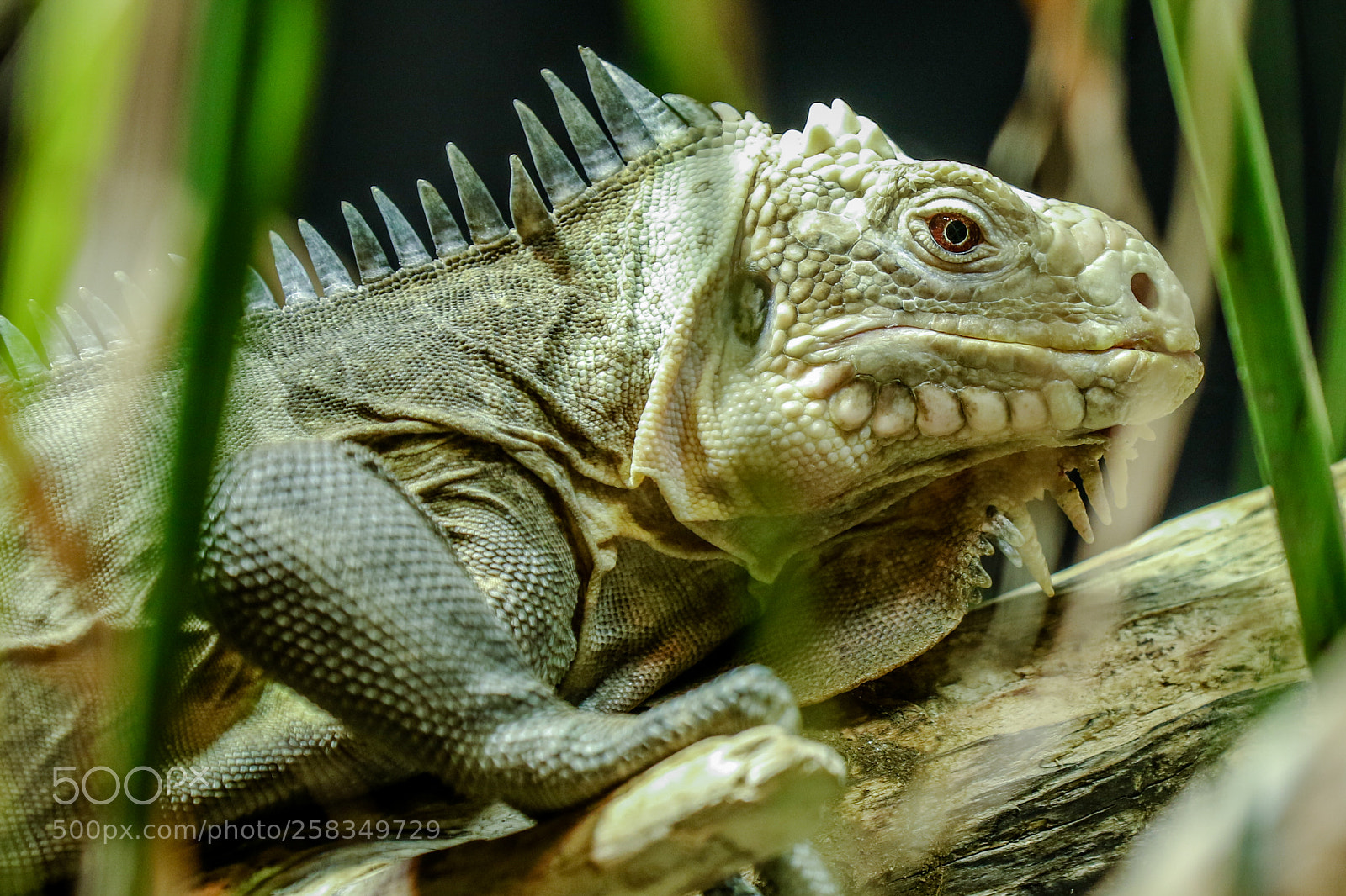 Canon EOS 7D Mark II sample photo. At the zoo photography