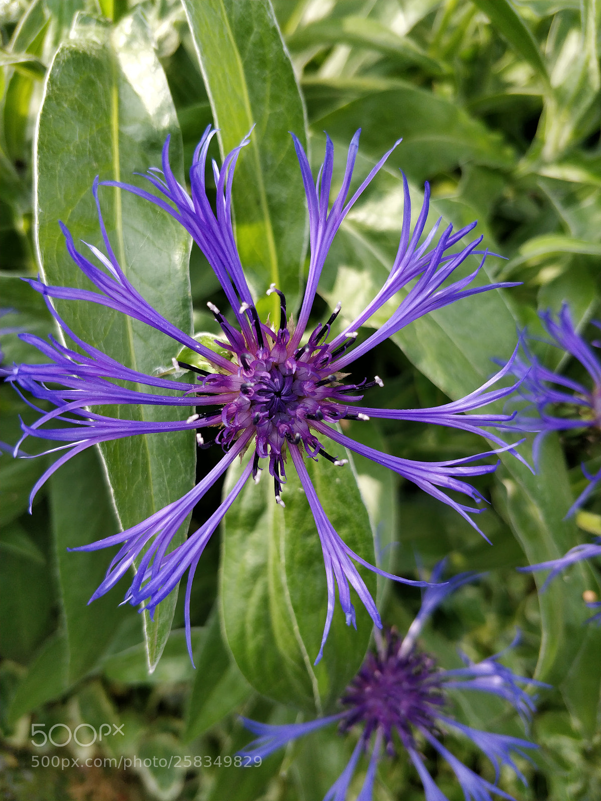 OnePlus 5 sample photo. Purple flower photography