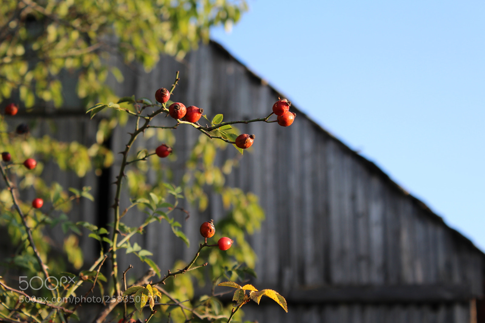 Canon EF-S 18-55mm F3.5-5.6 III sample photo. Untitled photography
