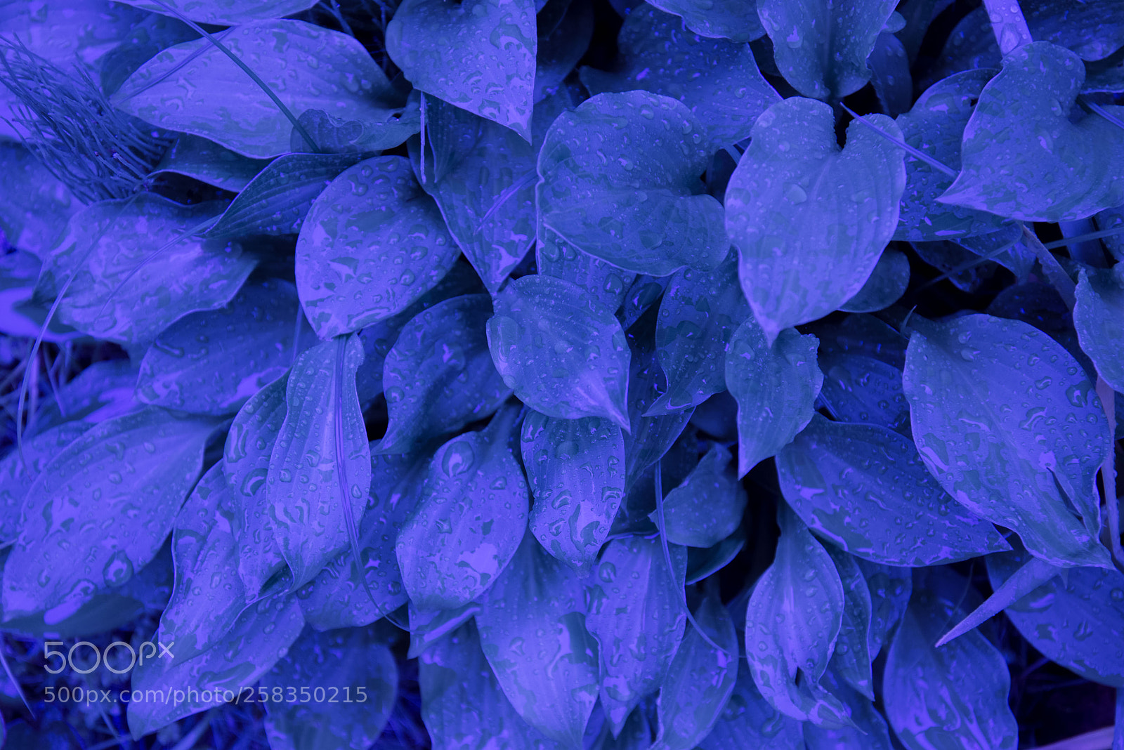 Nikon D750 sample photo. Leave in blue photography