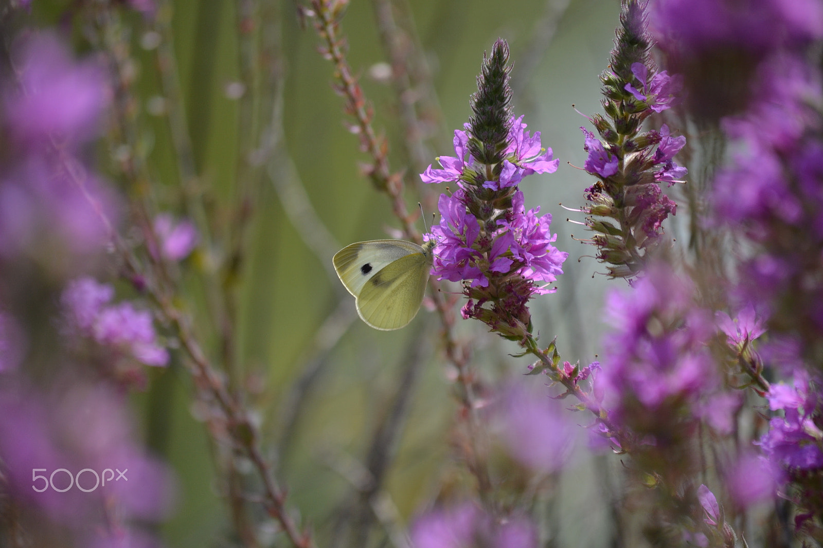 Nikon D3100 sample photo. Flowers photography