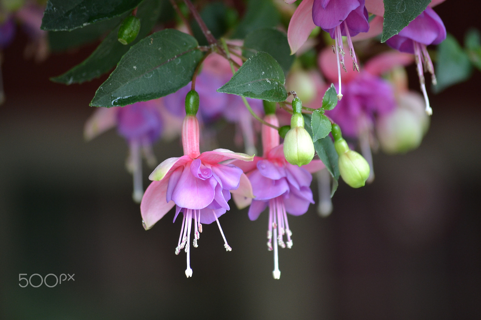 Nikon D3100 sample photo. Flowers photography