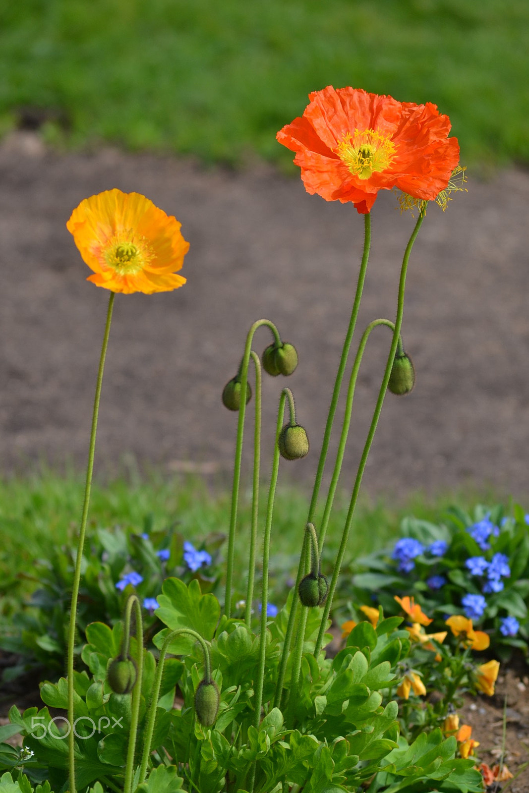 Nikon D3100 sample photo. Flowers photography