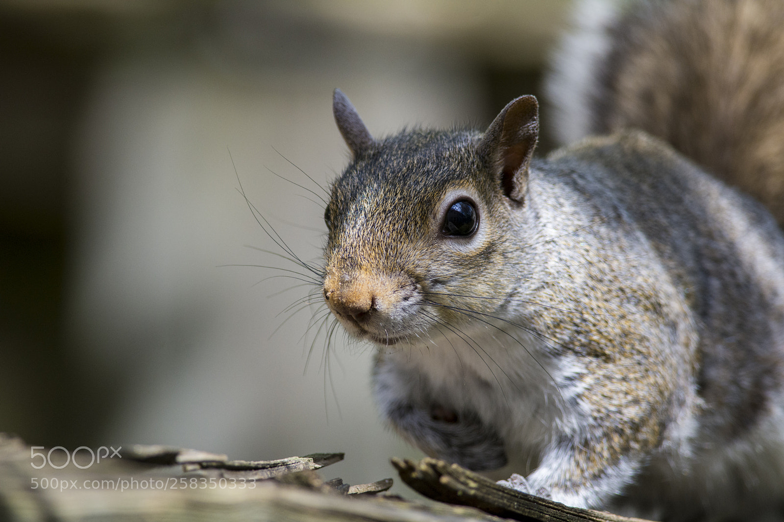 Nikon D7200 sample photo. Hey there photography