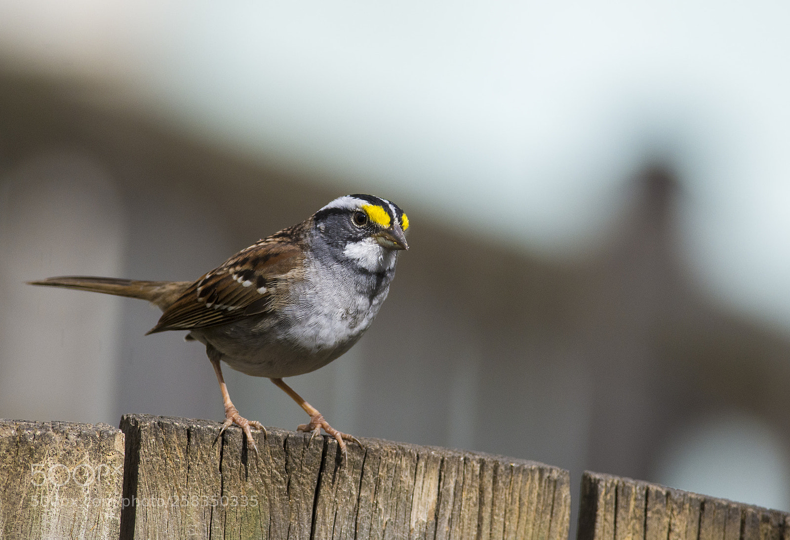 Nikon D7200 sample photo. White throated sparrow photography