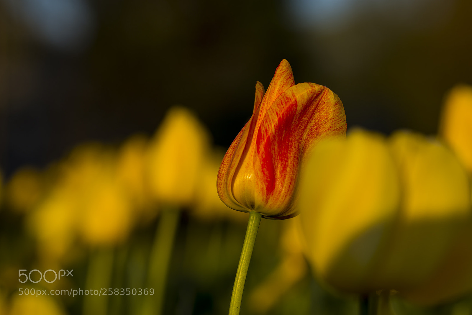 Nikon D610 sample photo. Standout photography