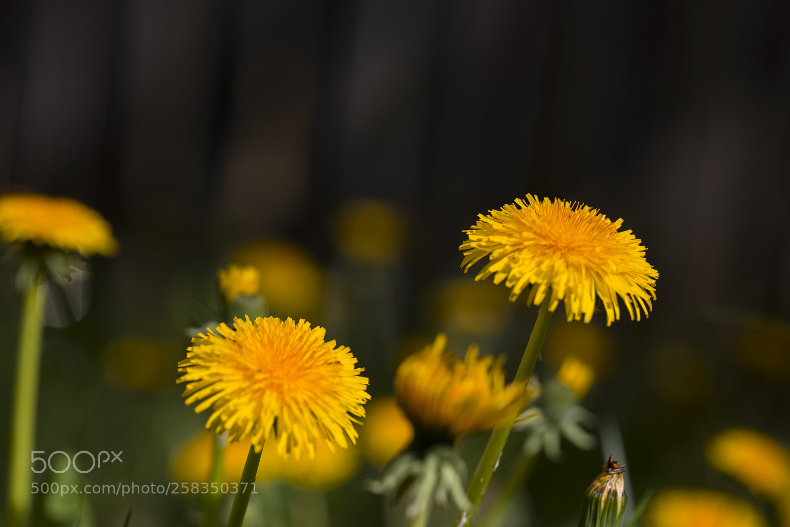 Nikon D610 sample photo. Weeds photography