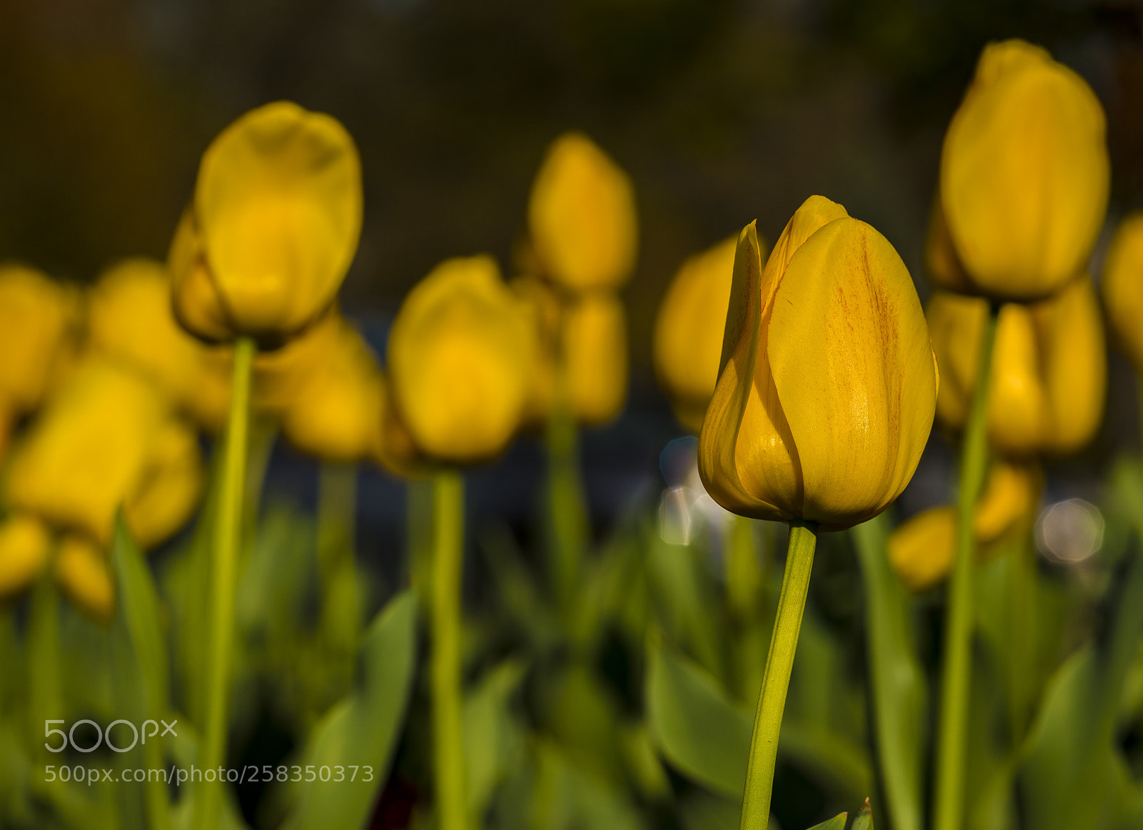 Nikon D610 sample photo. Yellow photography