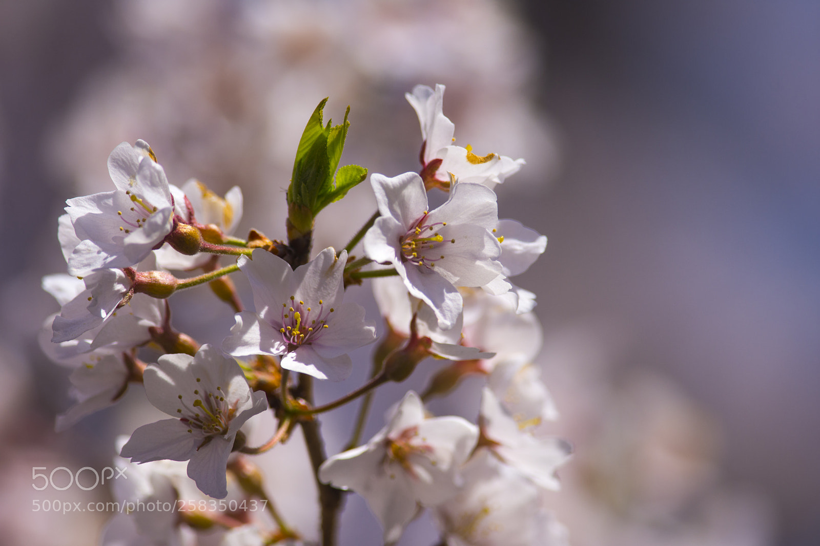 Nikon D7200 sample photo. More blossoms photography