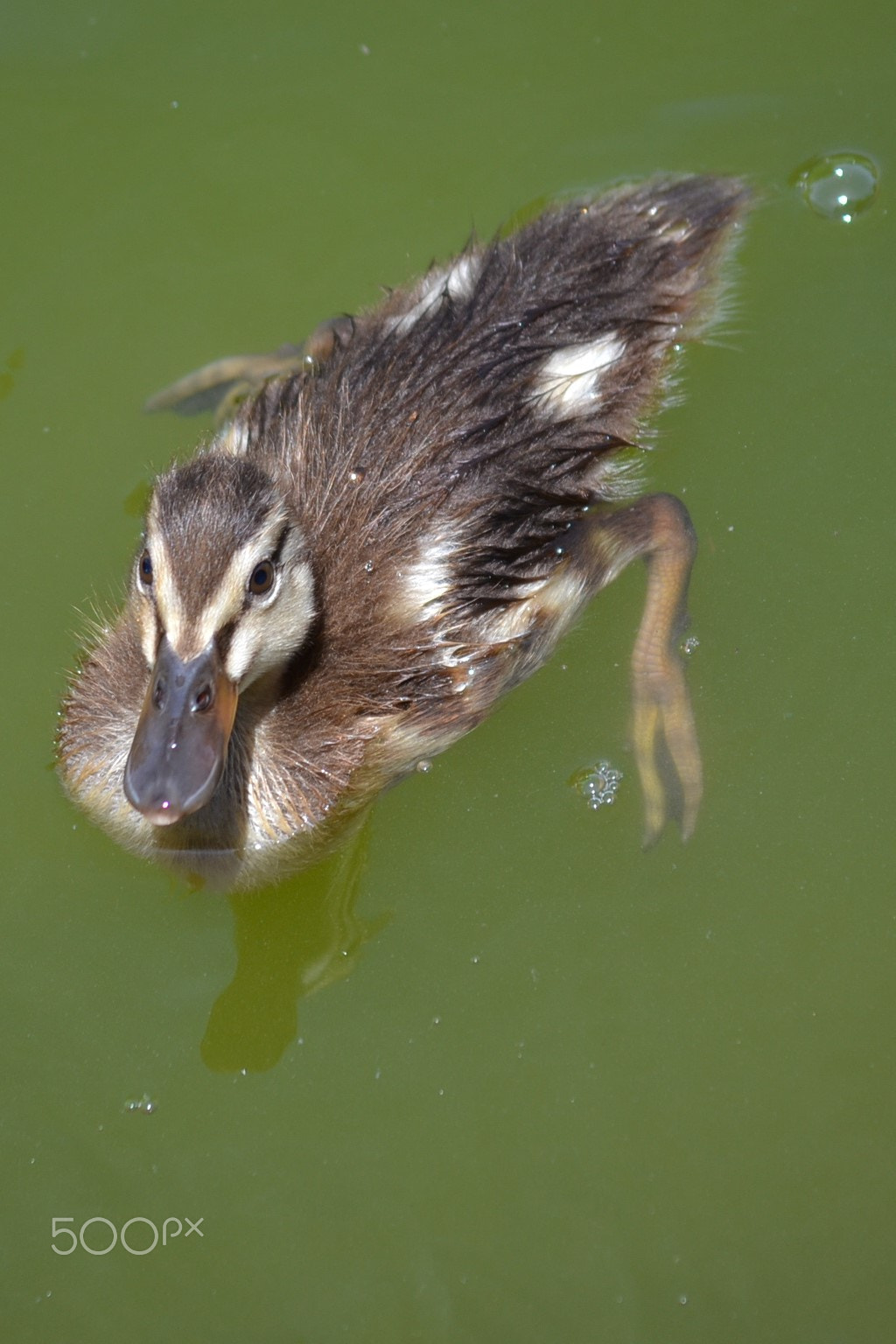 Nikon D3100 sample photo. Duck photography