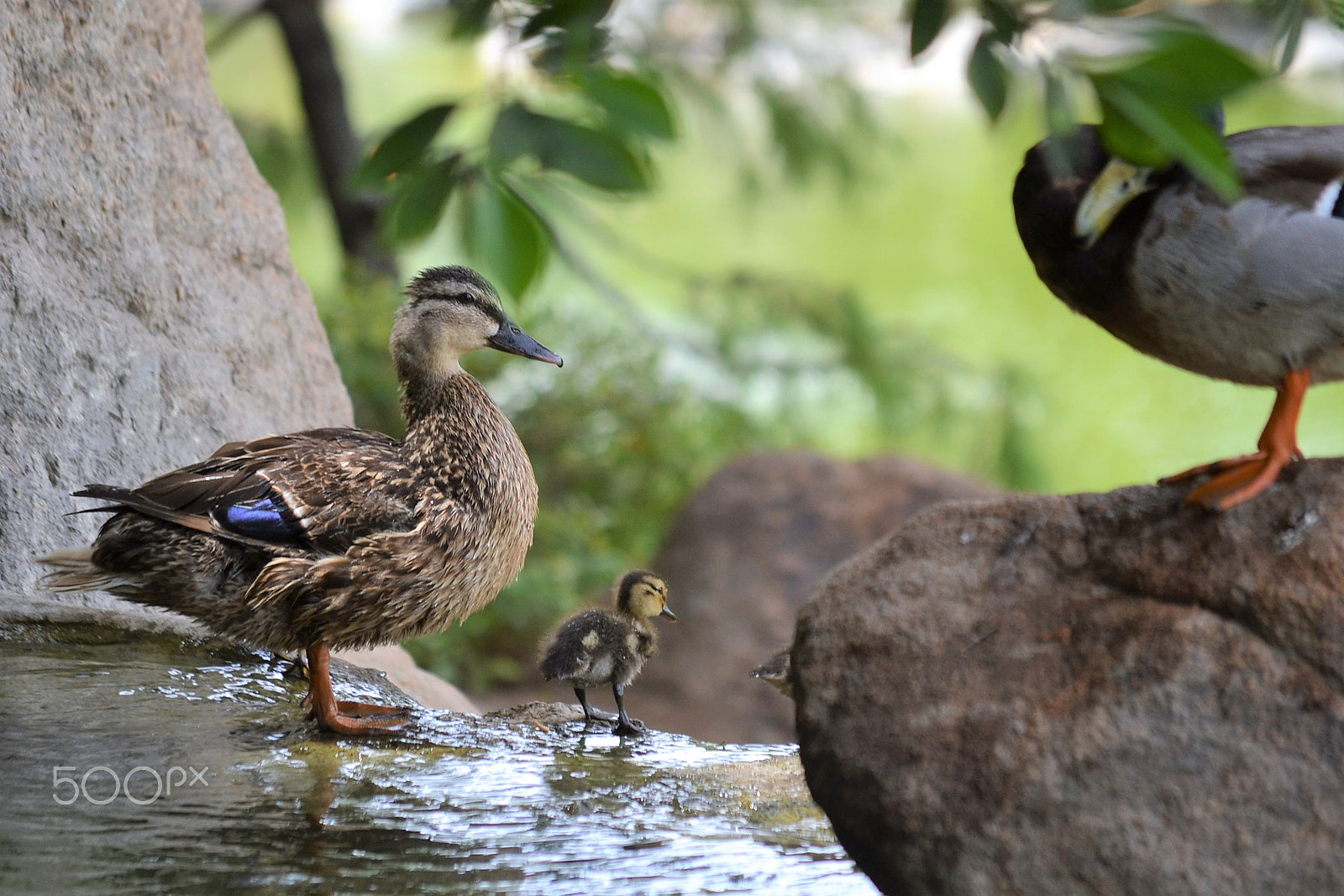 Nikon D3100 sample photo. Duck photography
