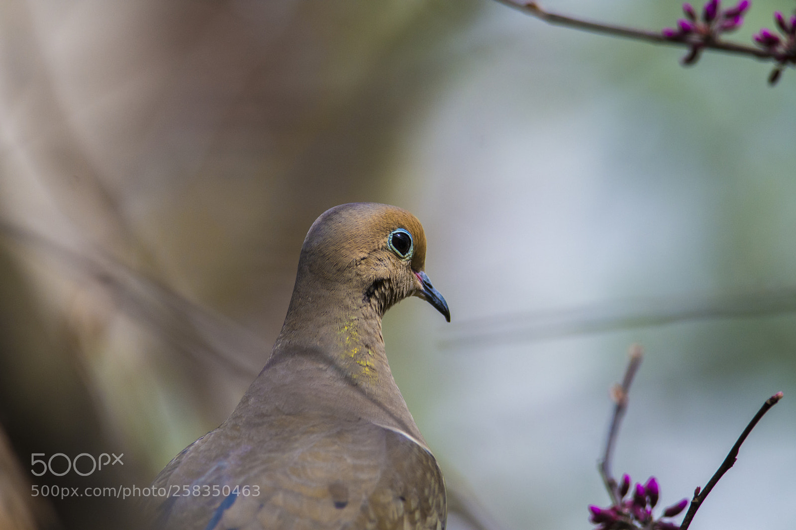 Nikon D7200 sample photo. Portrait of a dove photography