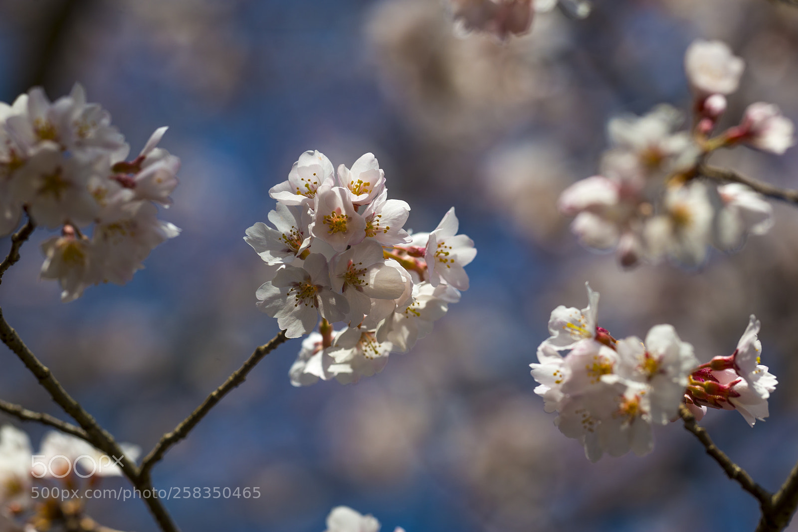 Nikon D610 sample photo. Blossom photography