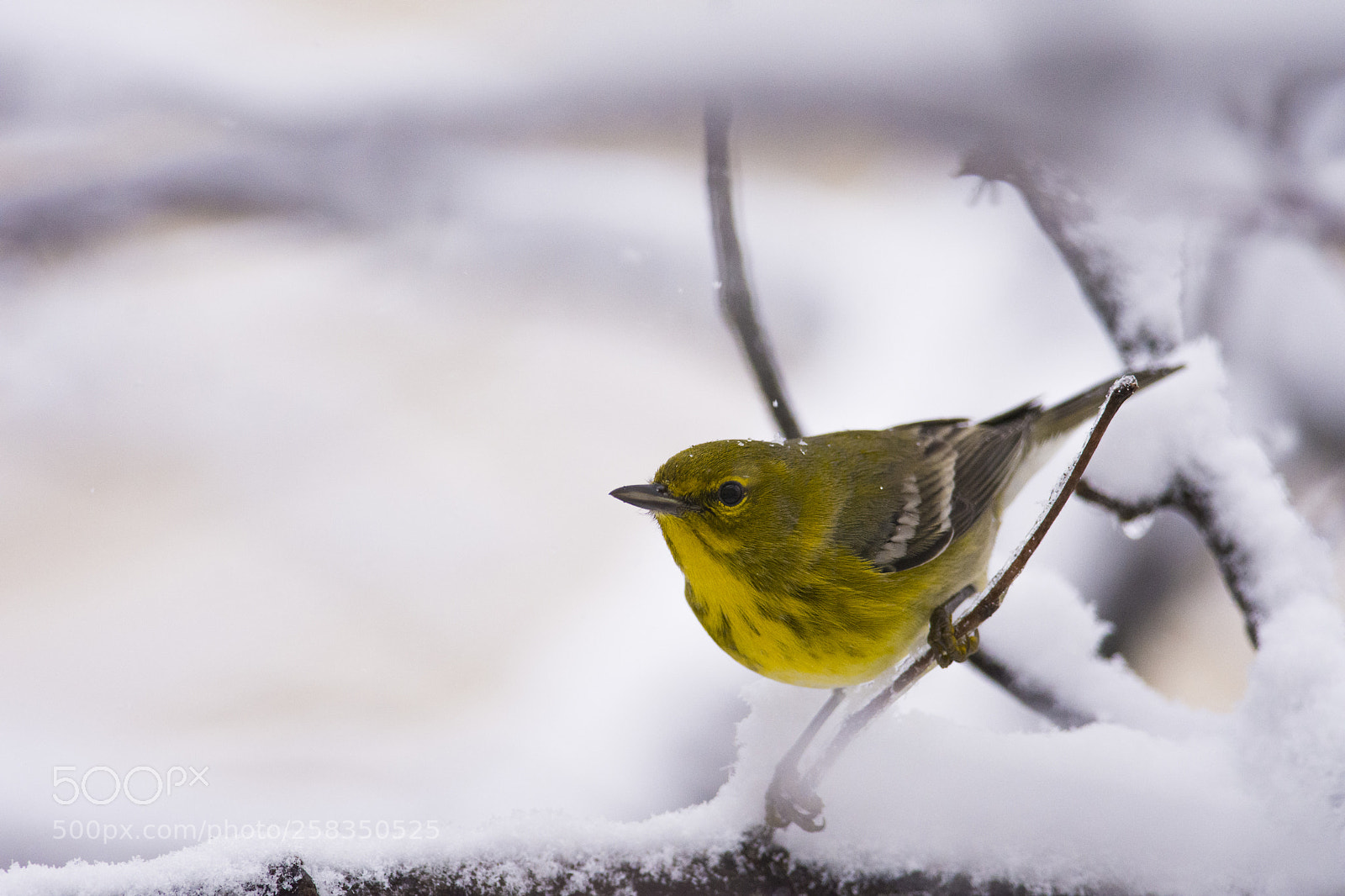 Nikon D7200 sample photo. Pine warbler photography