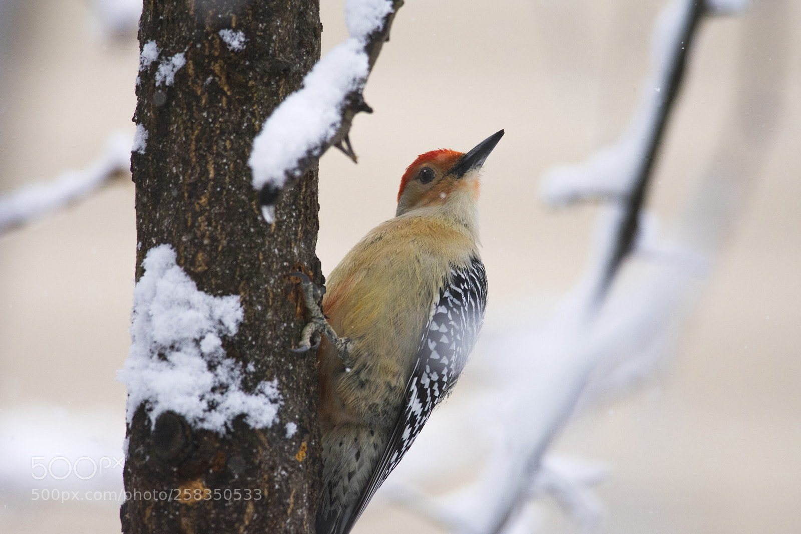 Nikon D7200 sample photo. Red bellied woodpecker photography